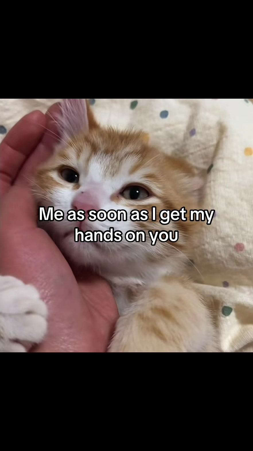 @LavanderCat