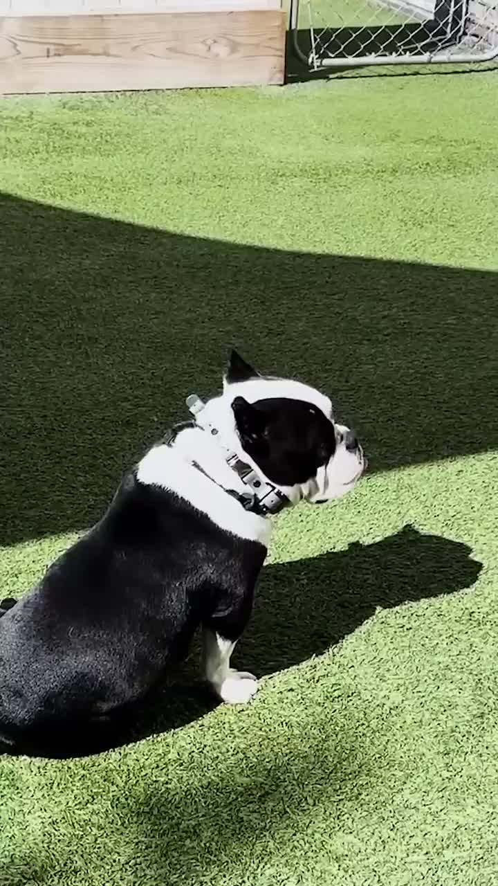 @Miracle K9 Training