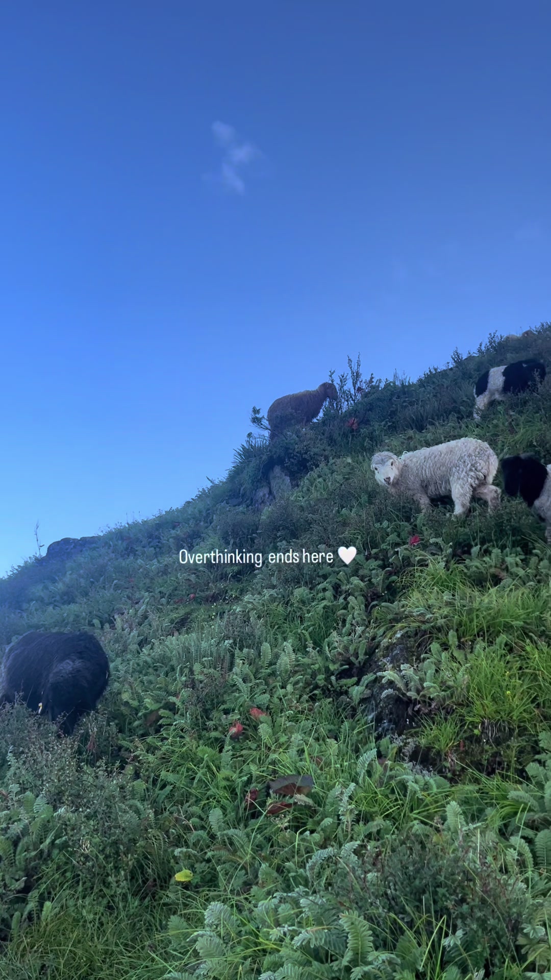 @Ashmita_budhathoki