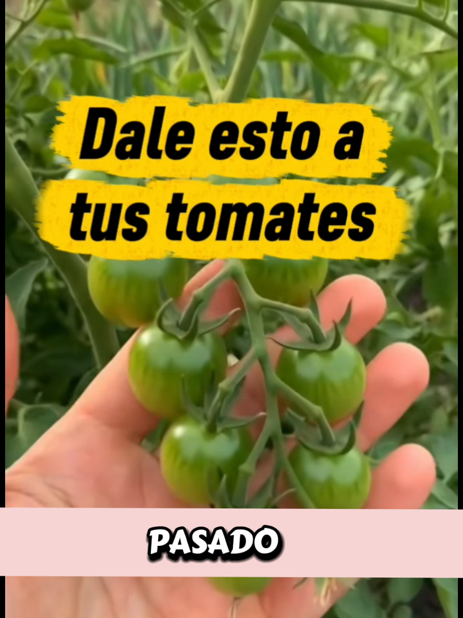 @Osshira| Jardineria y Huerto