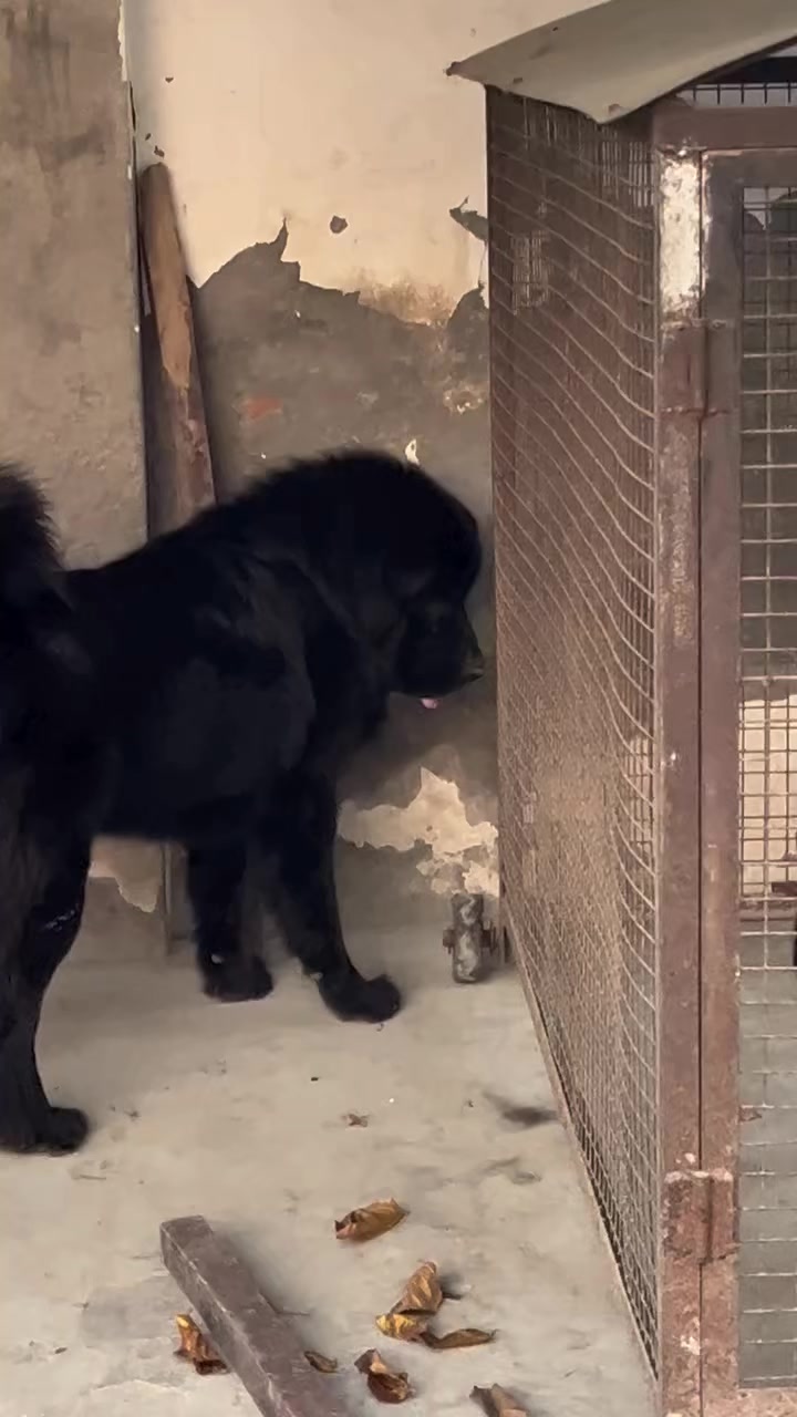 @Kashmiri_Bakrwal_Dog