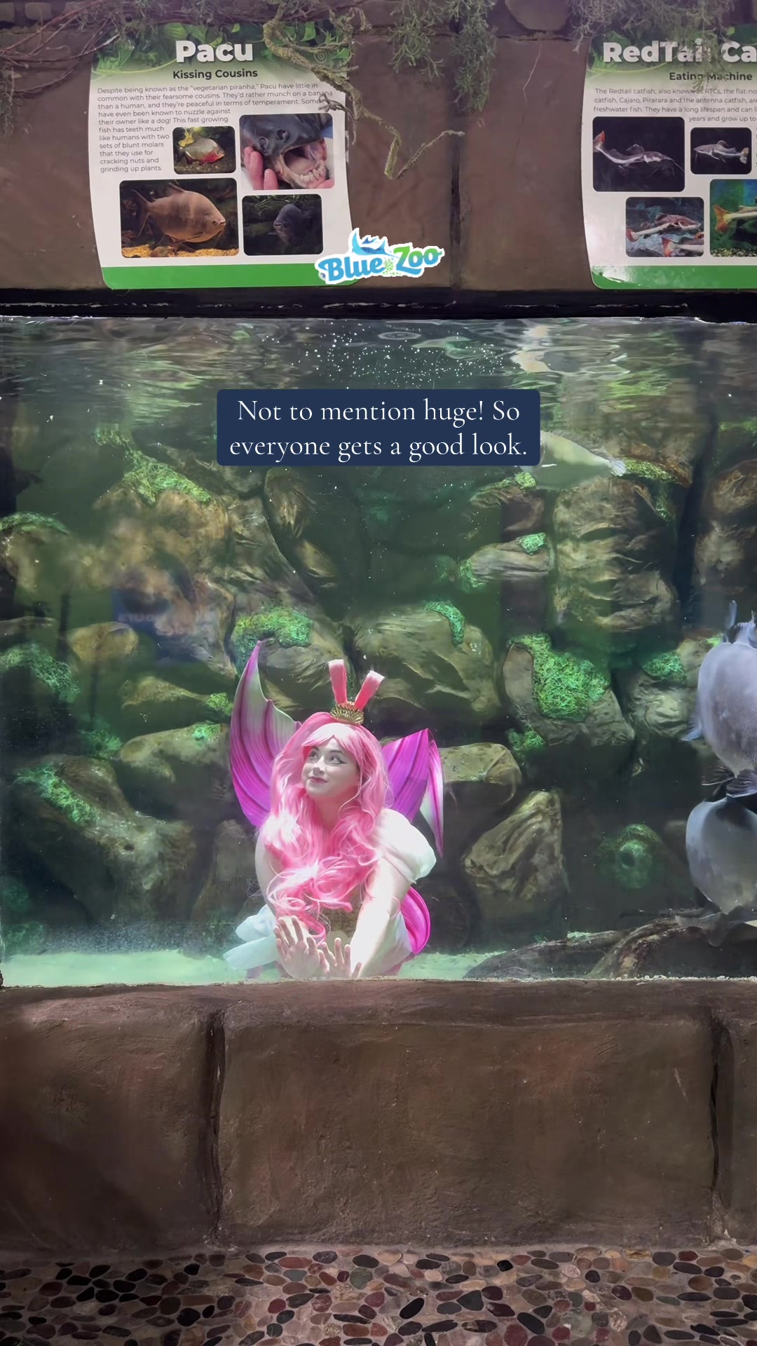 @Rose the Mermaid