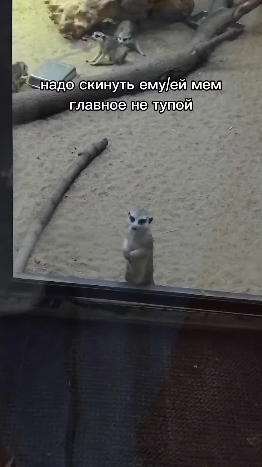 @Сунгулик