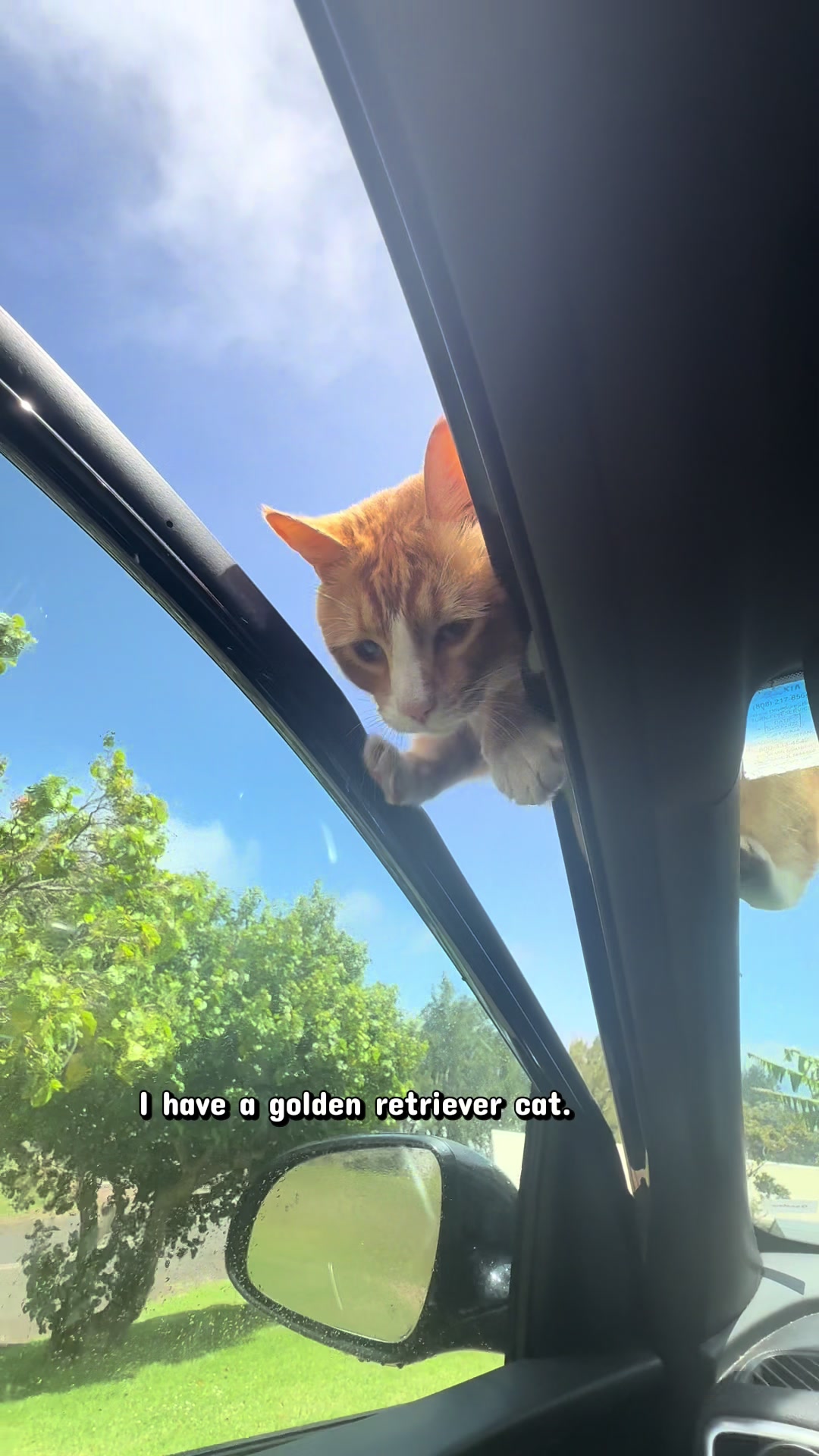 @DooDooCAT