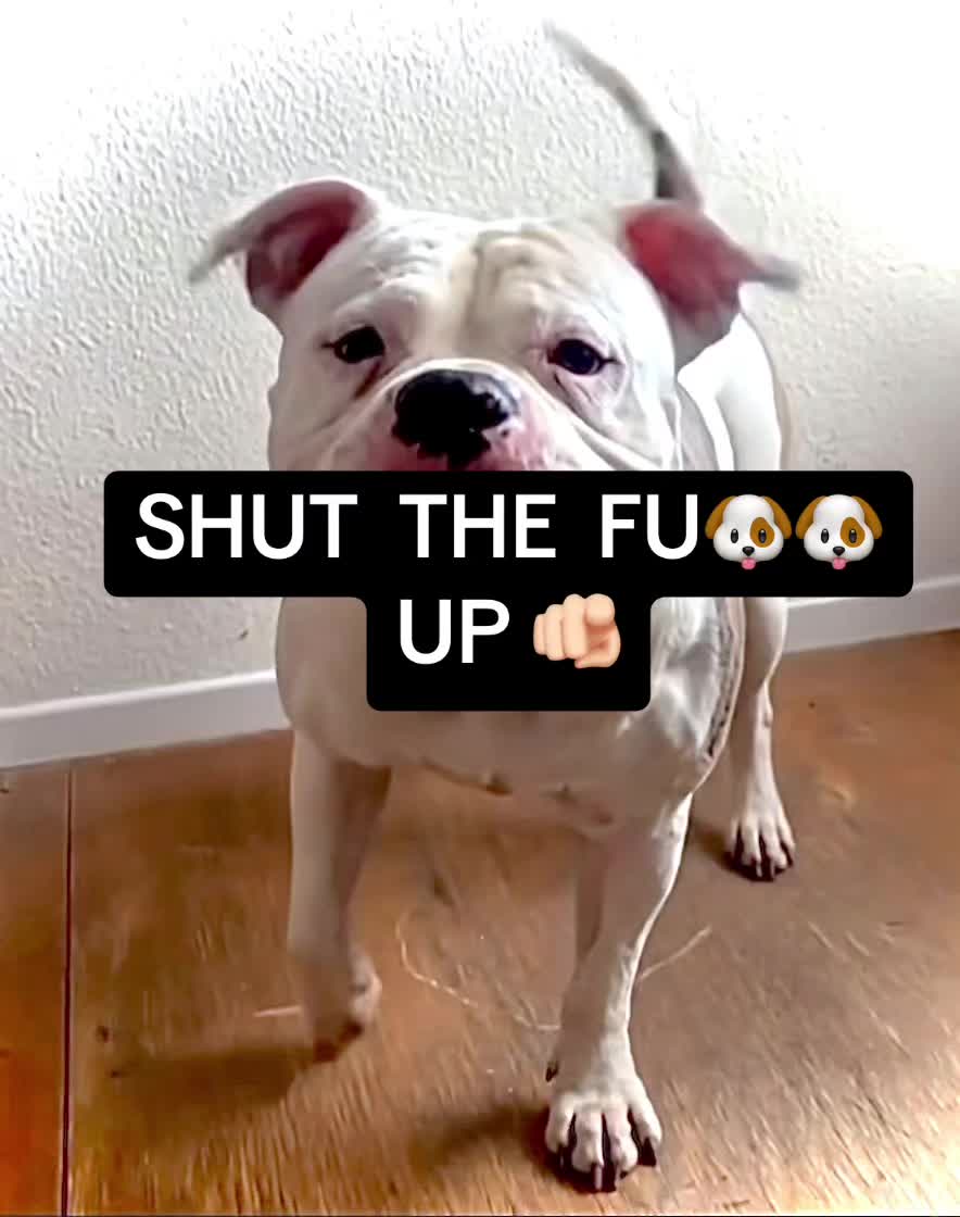@daxter_the_bulldog