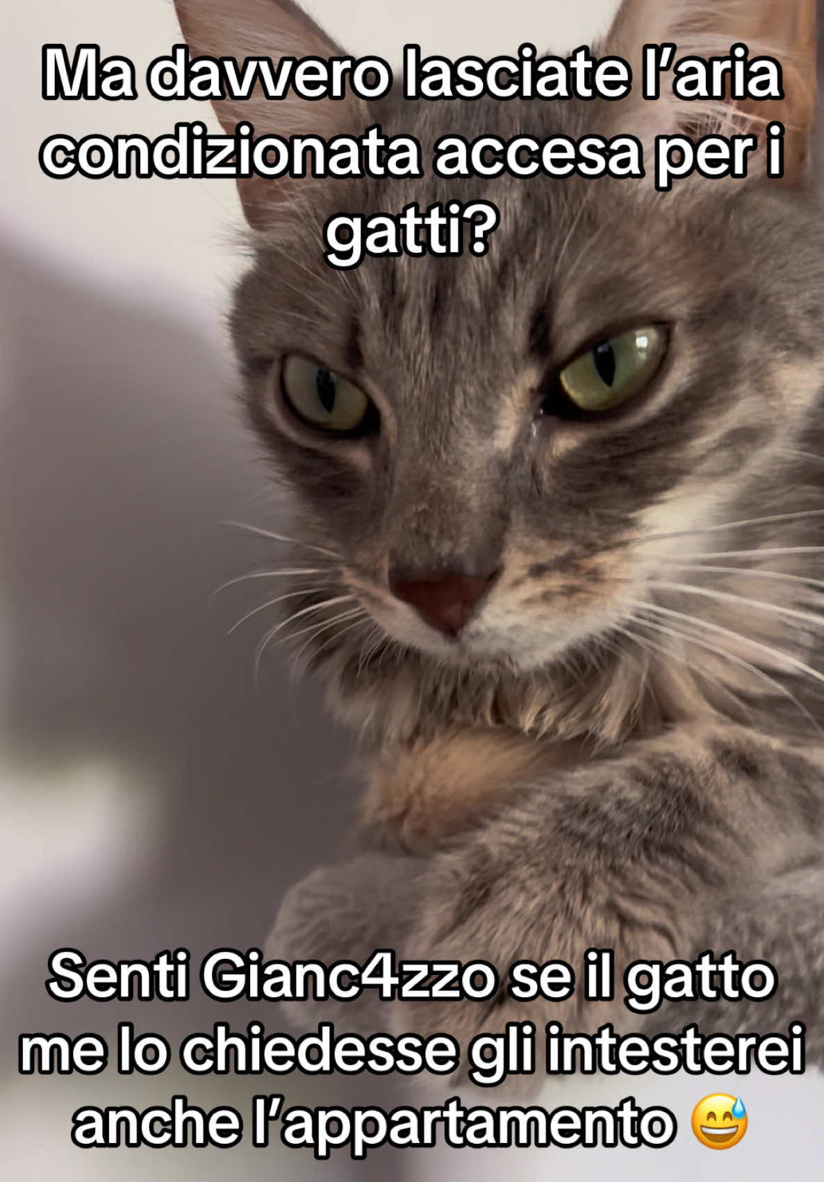 @Cippy & Romeo-a🤣