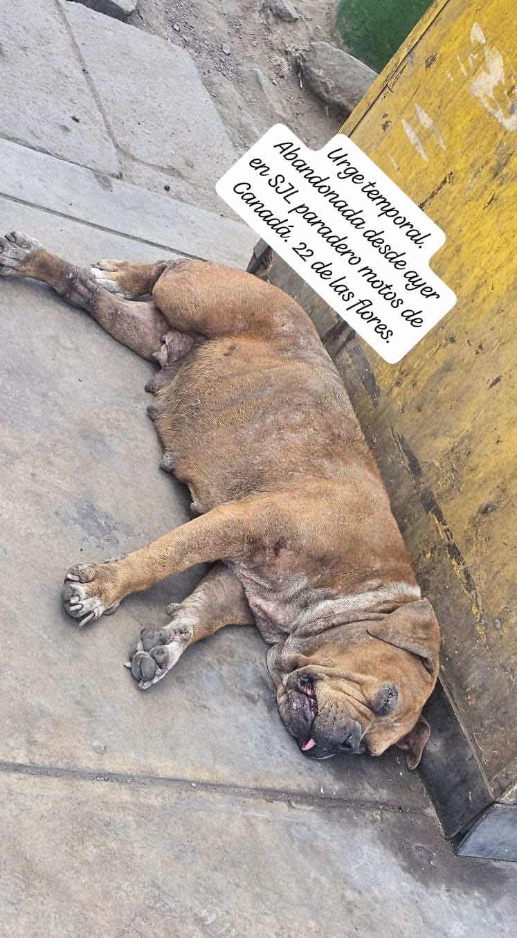 @Sadiytolo 🐶❤️