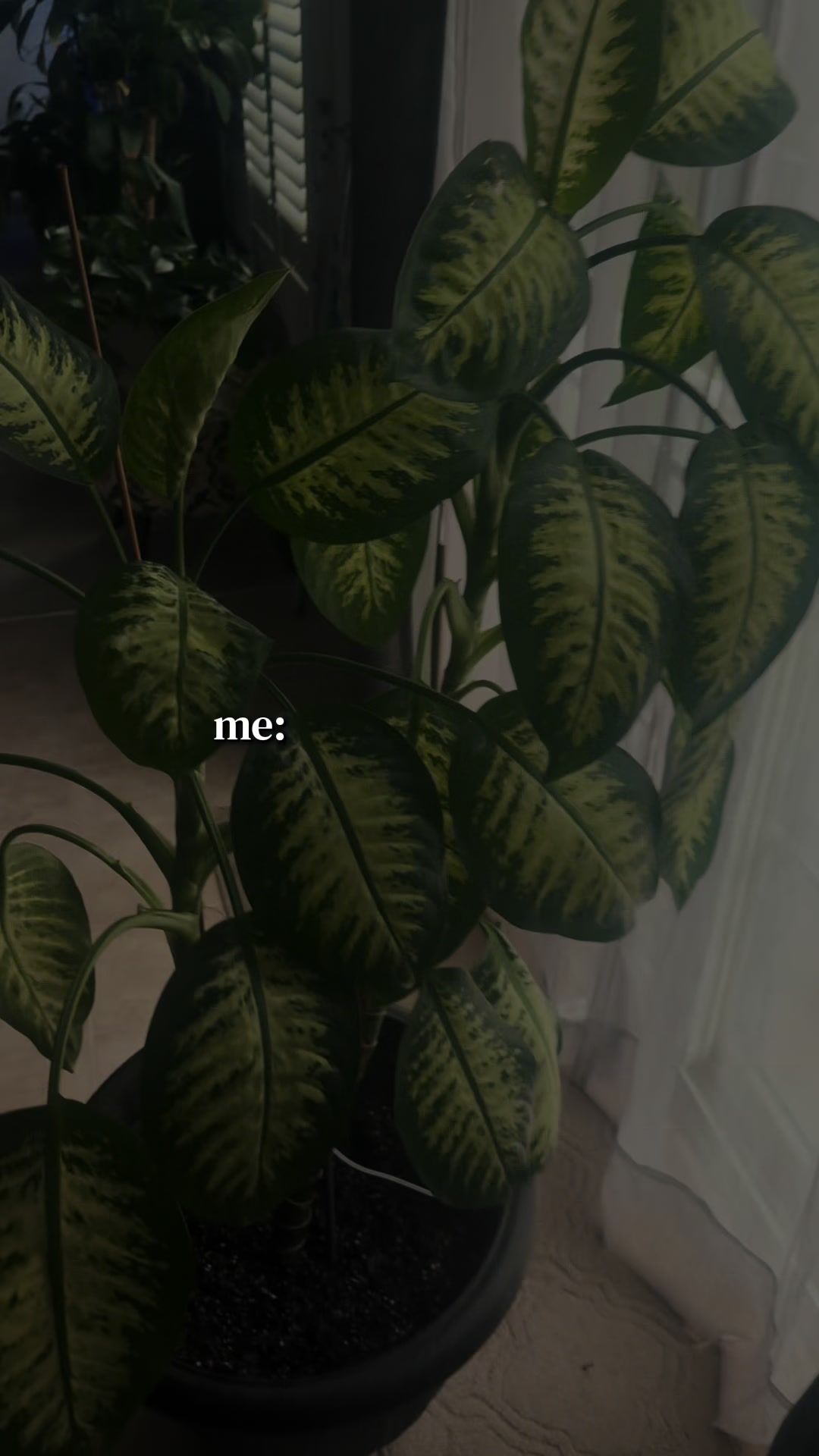 @MoePlantDad