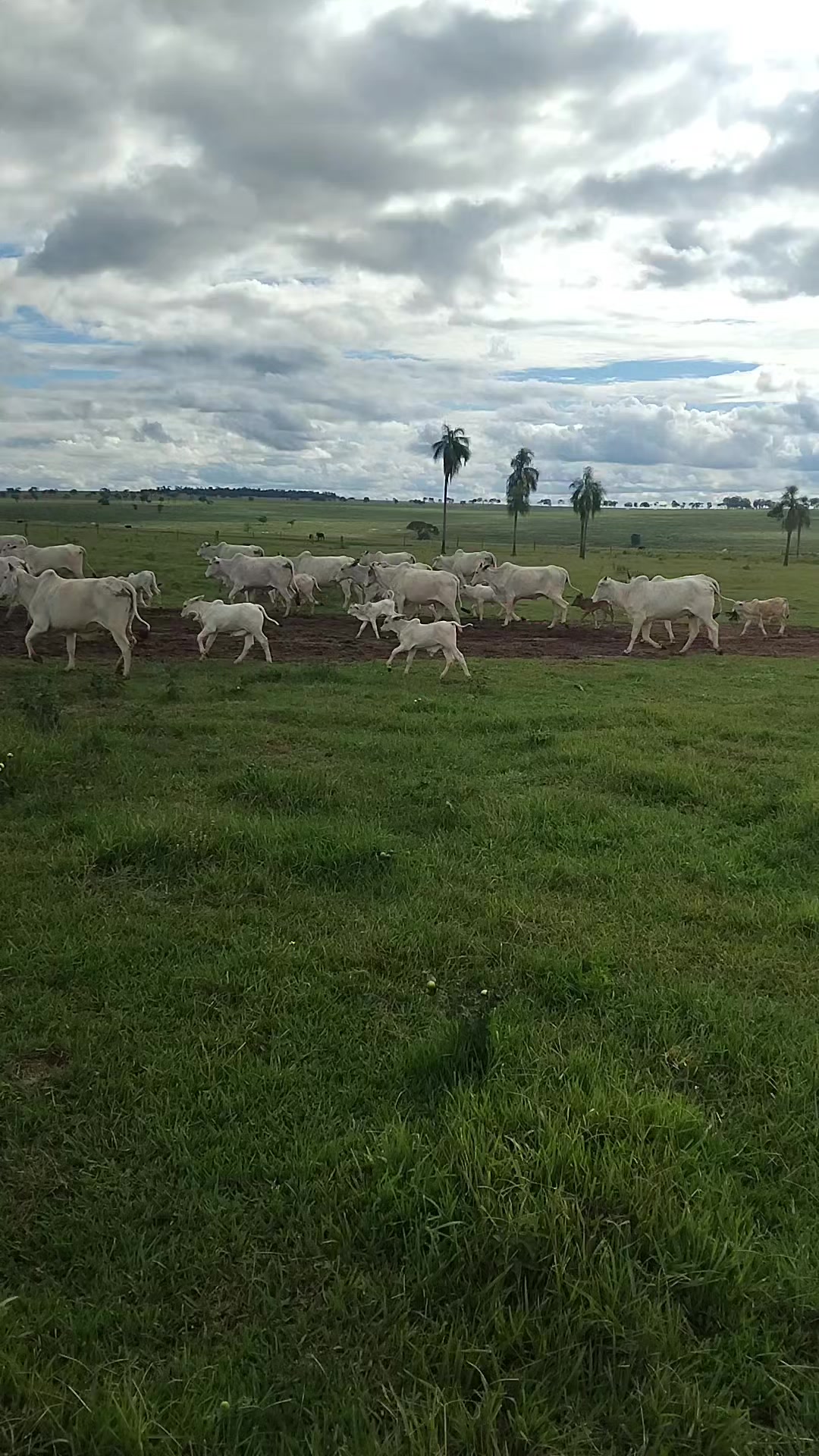 @Mar&atilde;o biu