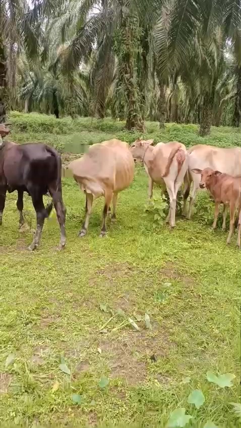 @kadir nyoe