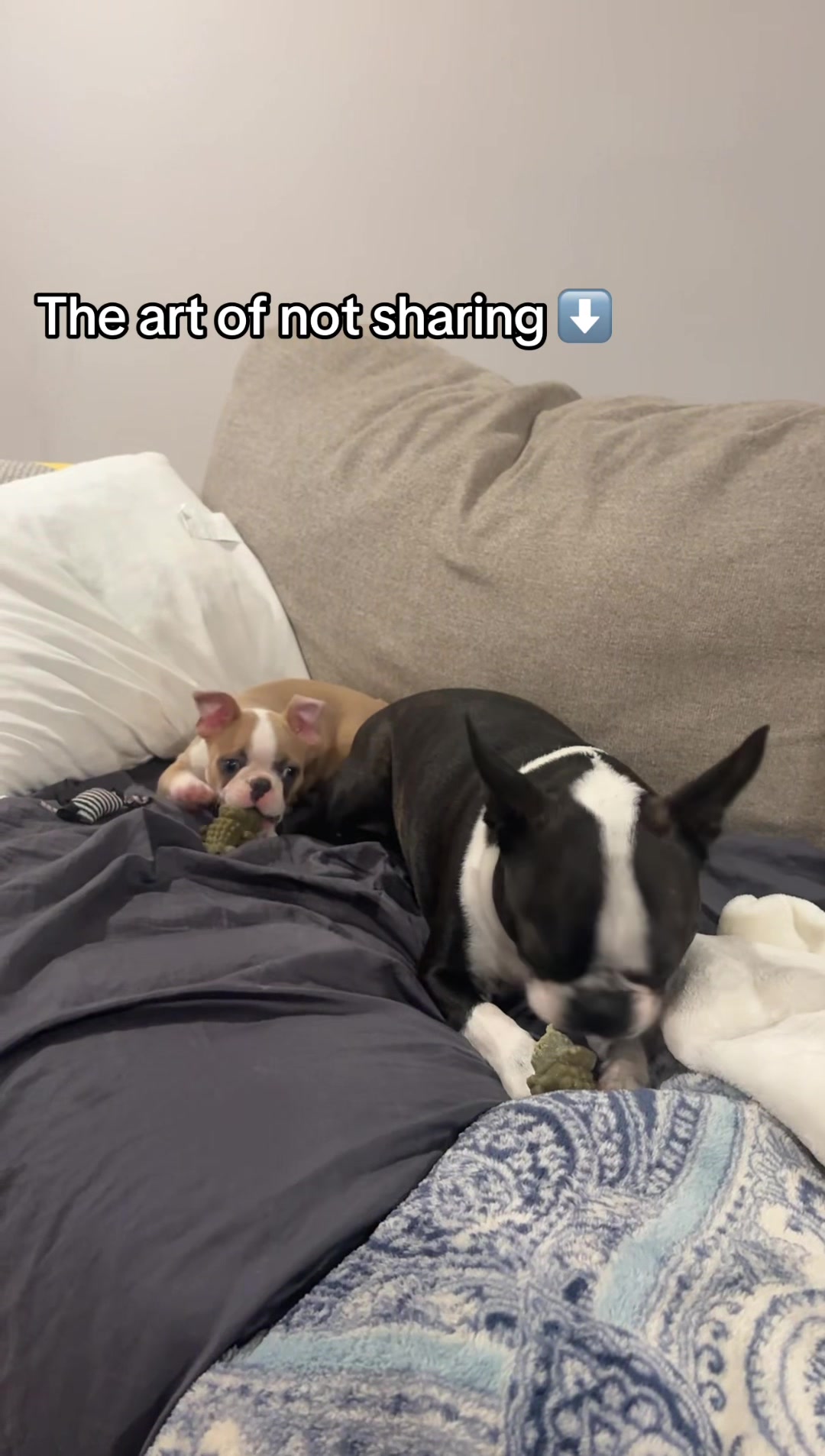 @dex