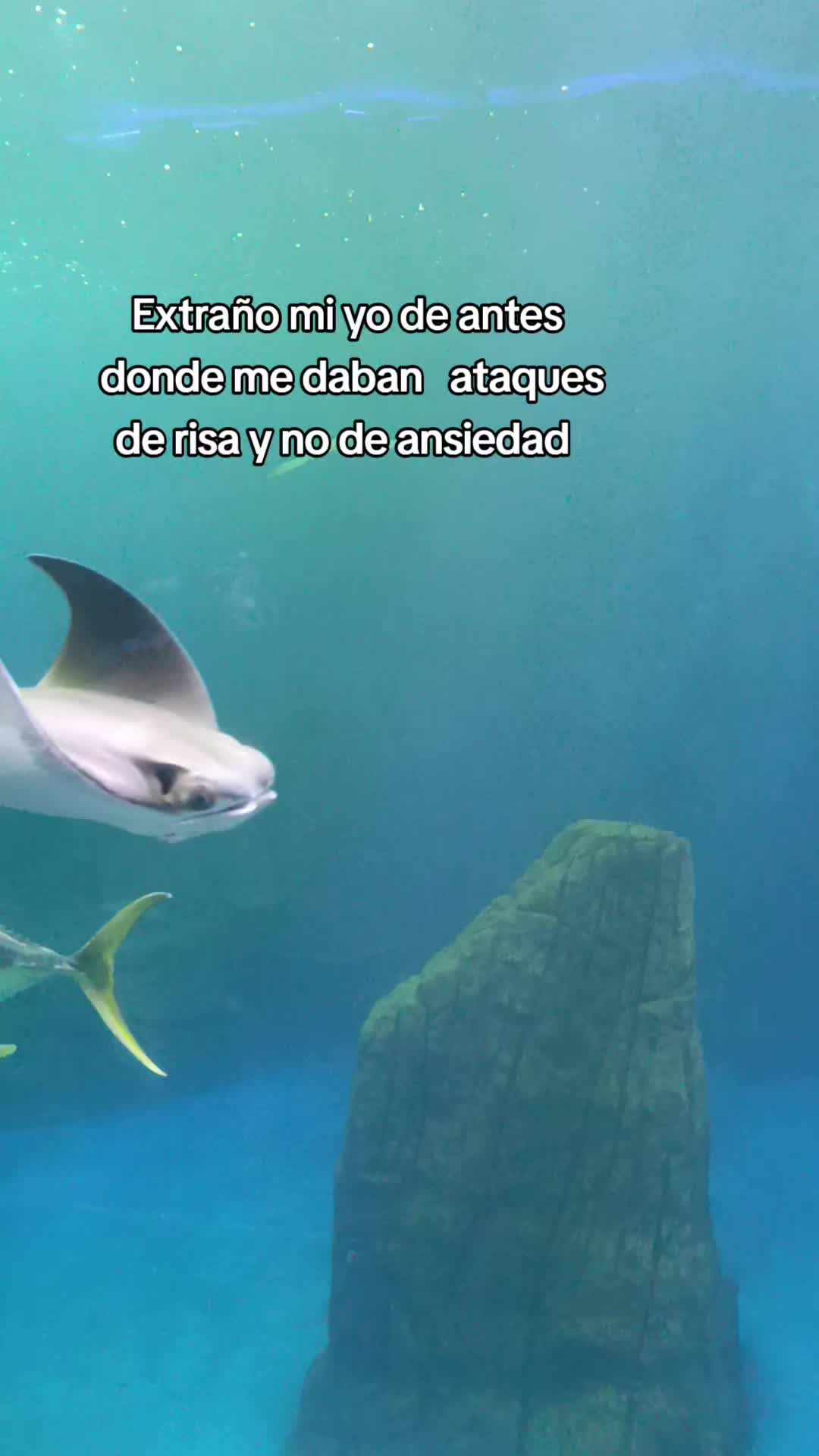 @solecito