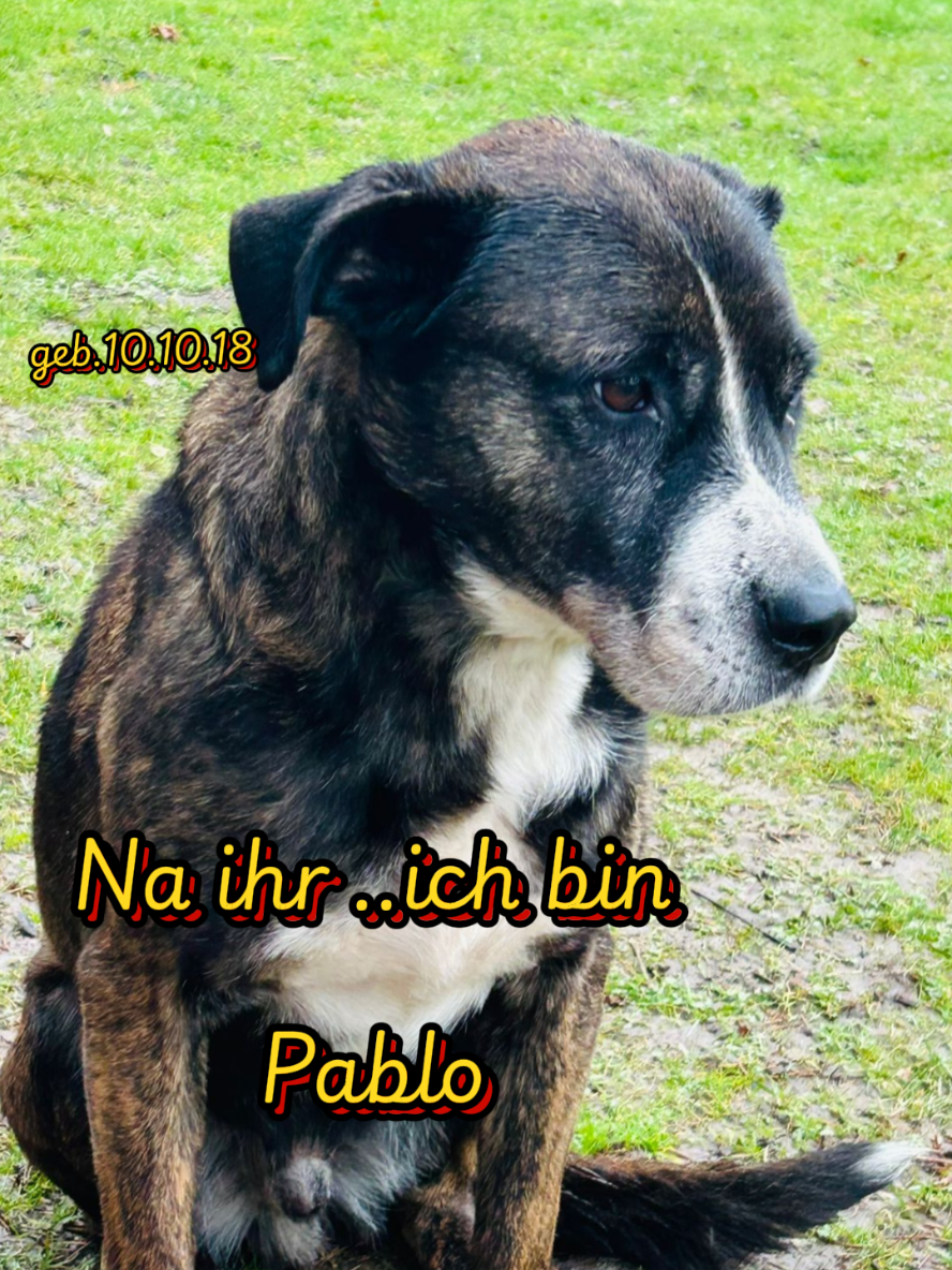 @Hundehilfe Bakony e.V.