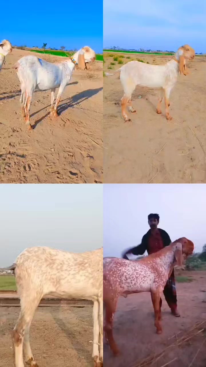 @bhandara