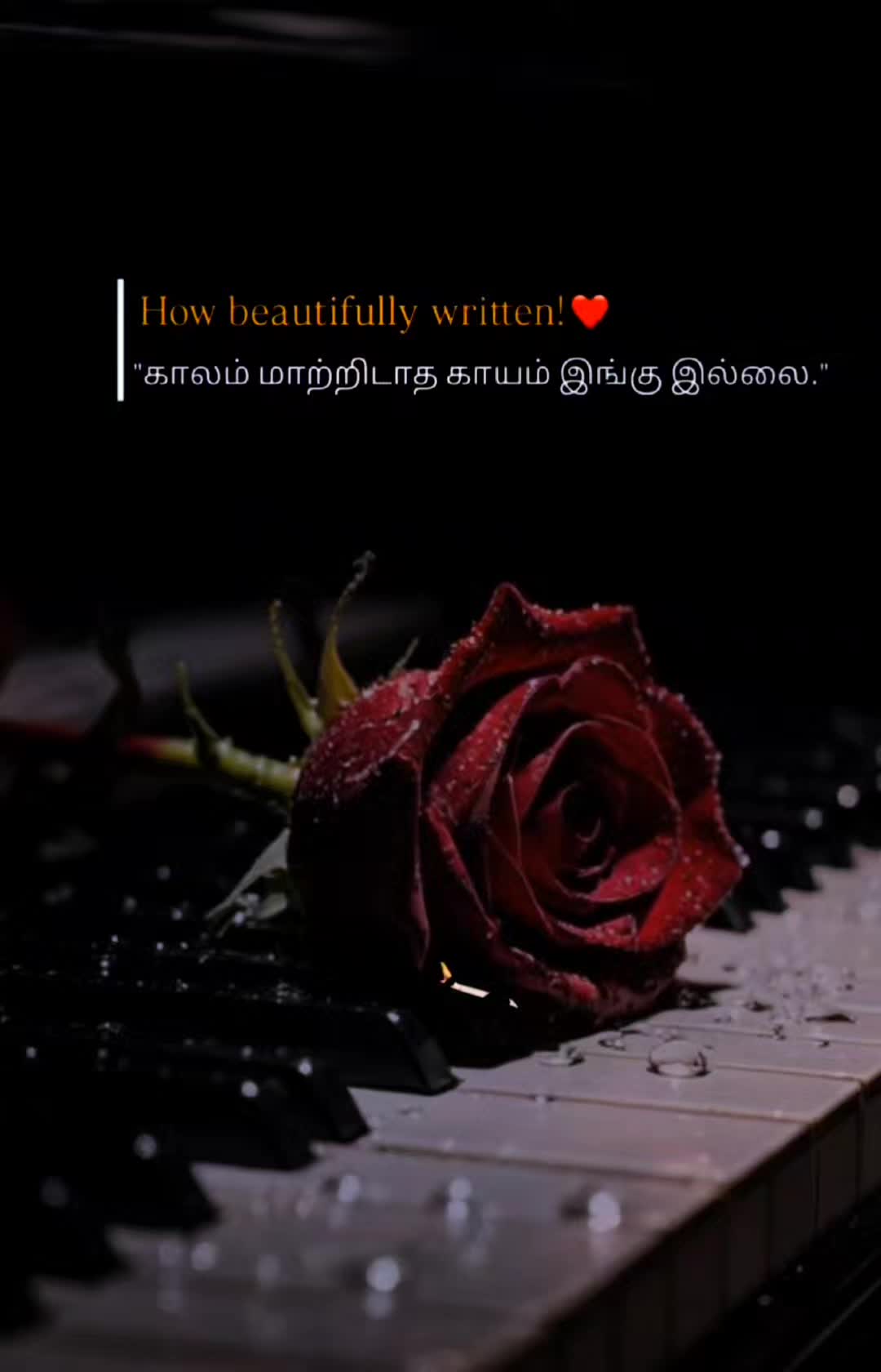 @mrs.bgm.love_song.24