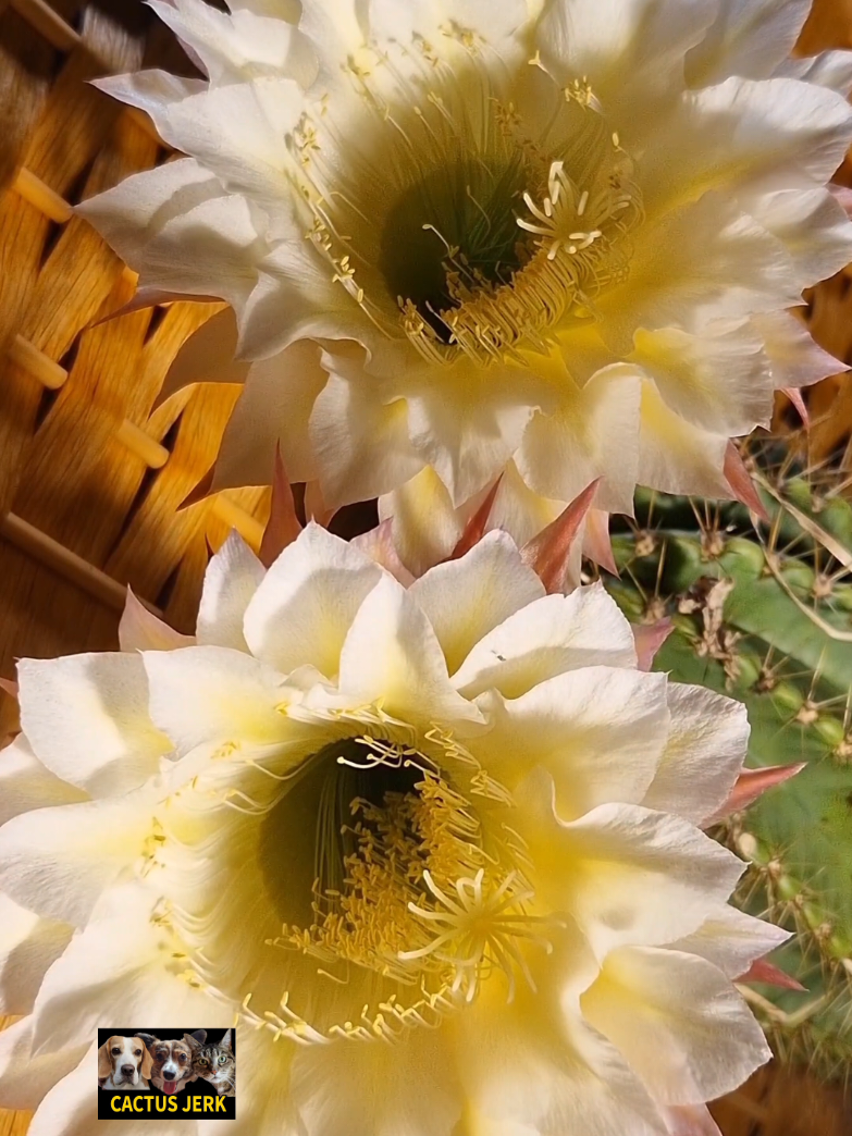 @Cactusjerk
