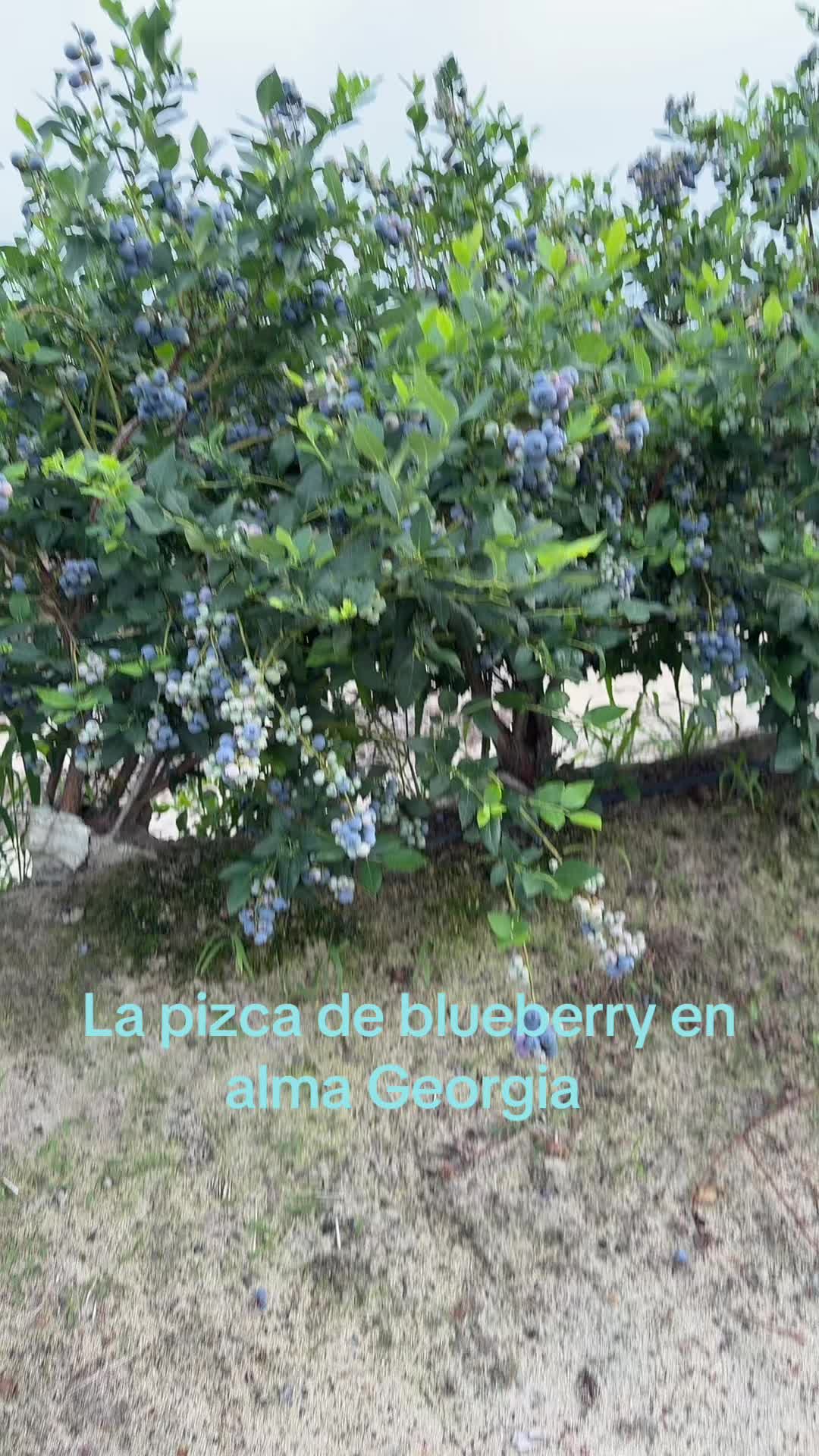 @purarazatrabajadora1