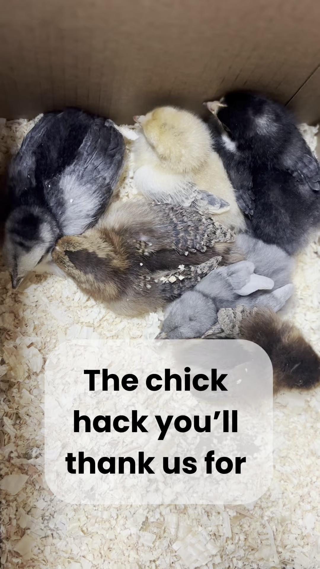 @Scratch and Peck Feeds