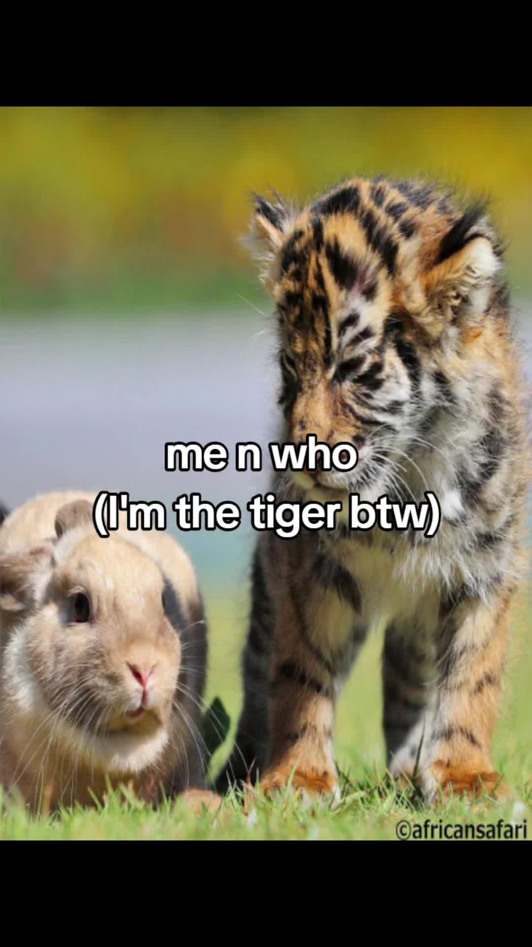 @.・🐯 ︴koda