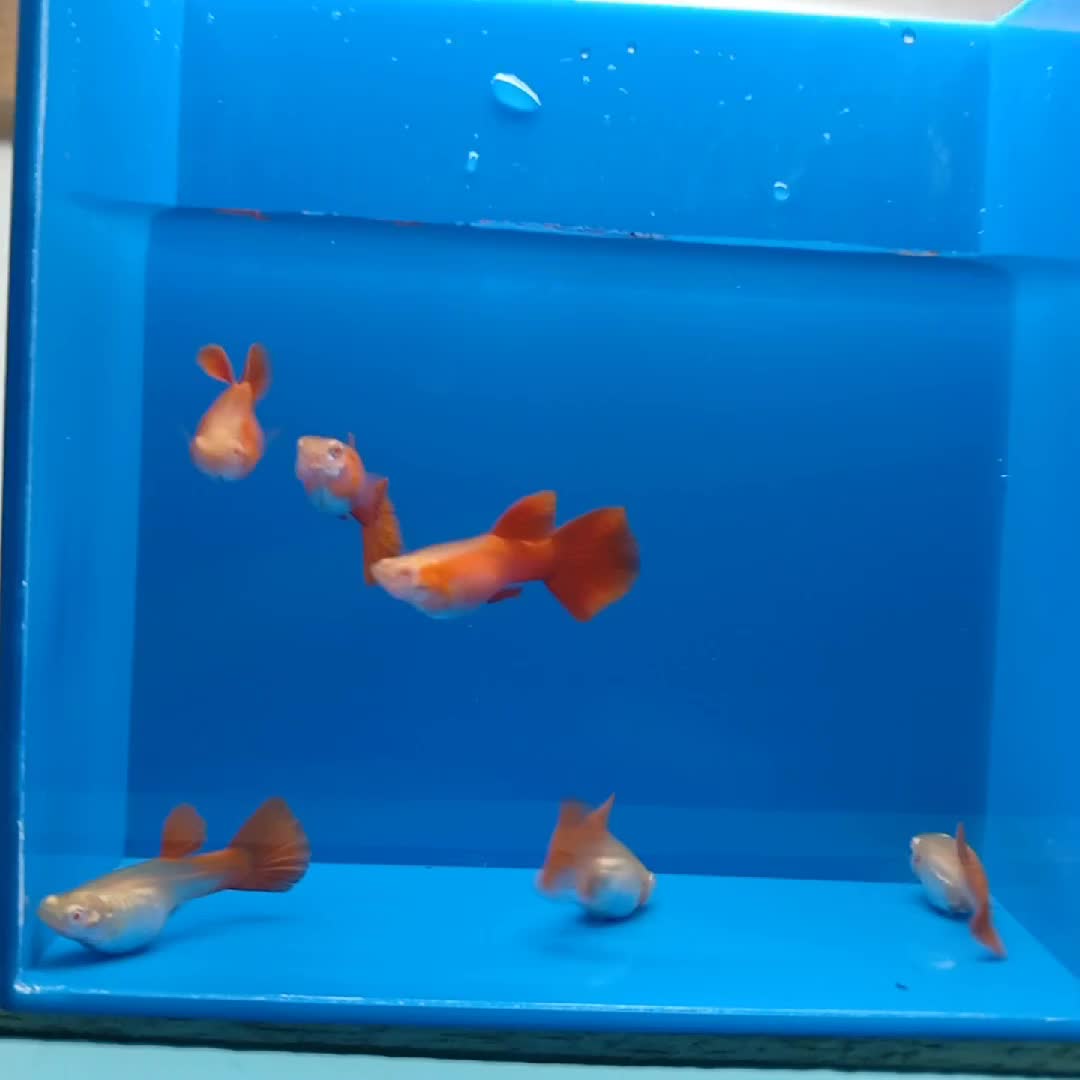 @Ga Guppy Farm