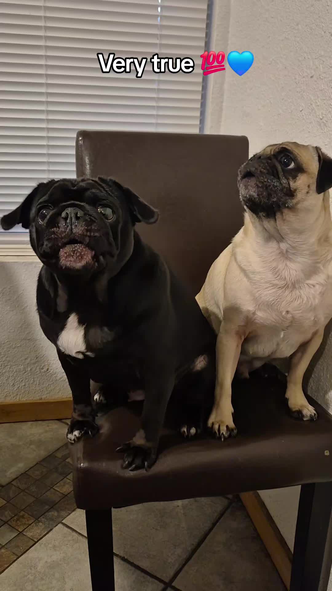 @Kiki&Cupid Thepugster