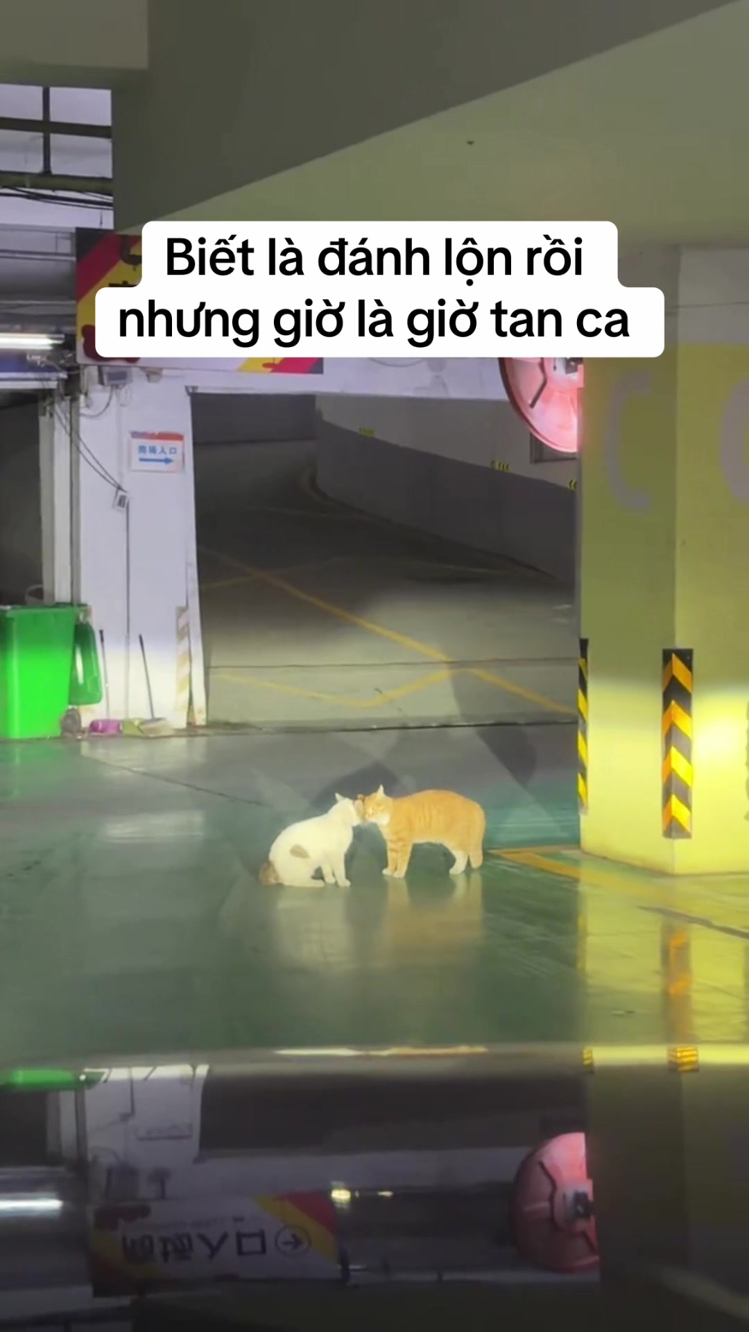 @Skibidi Cat