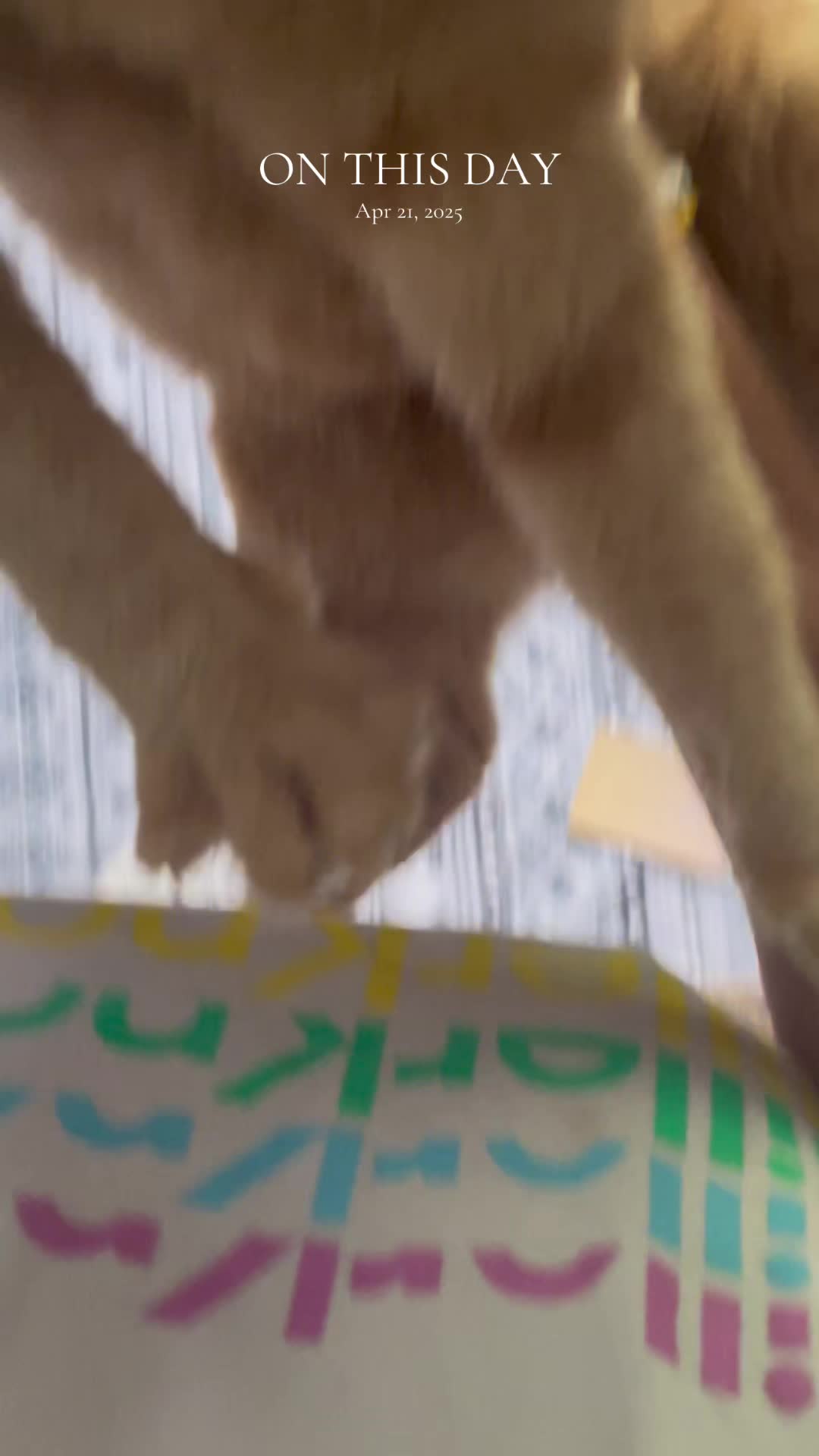 @Pablo & Luigi 🐾