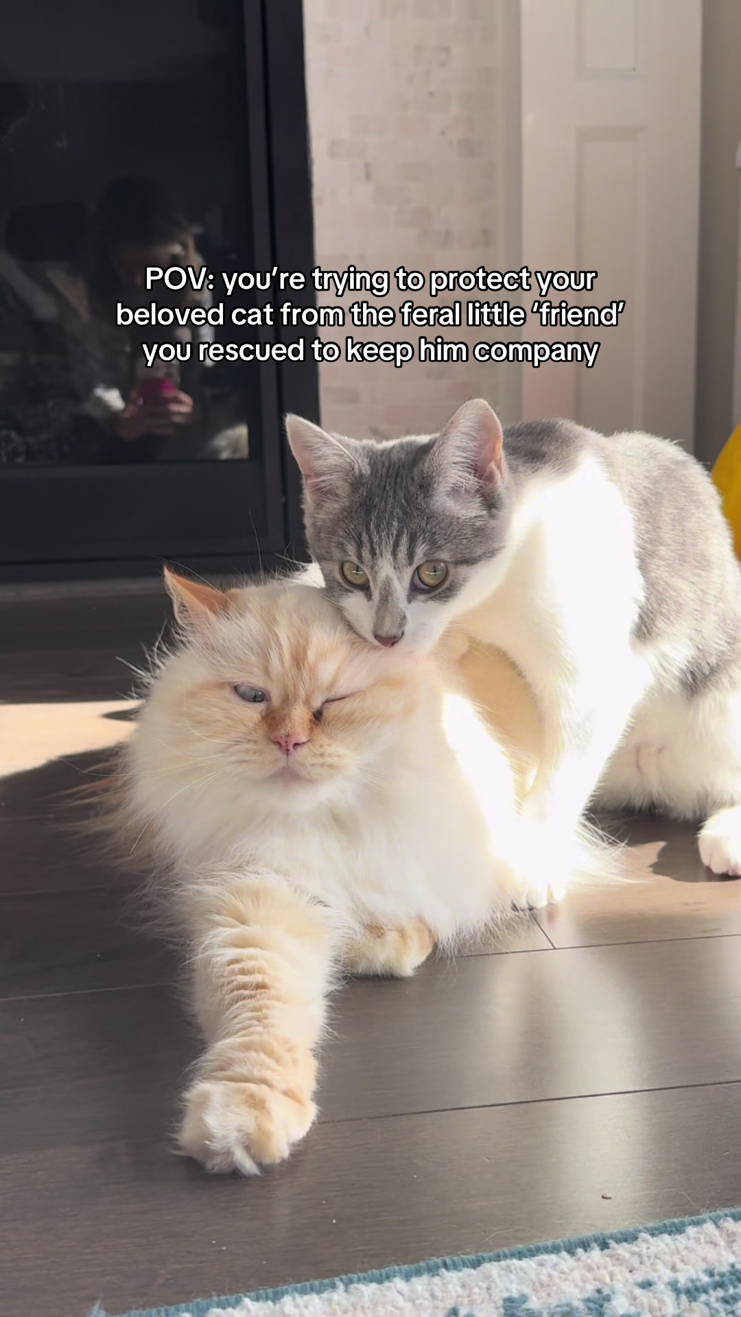@Krista & Cats: BamBam & Bonnie