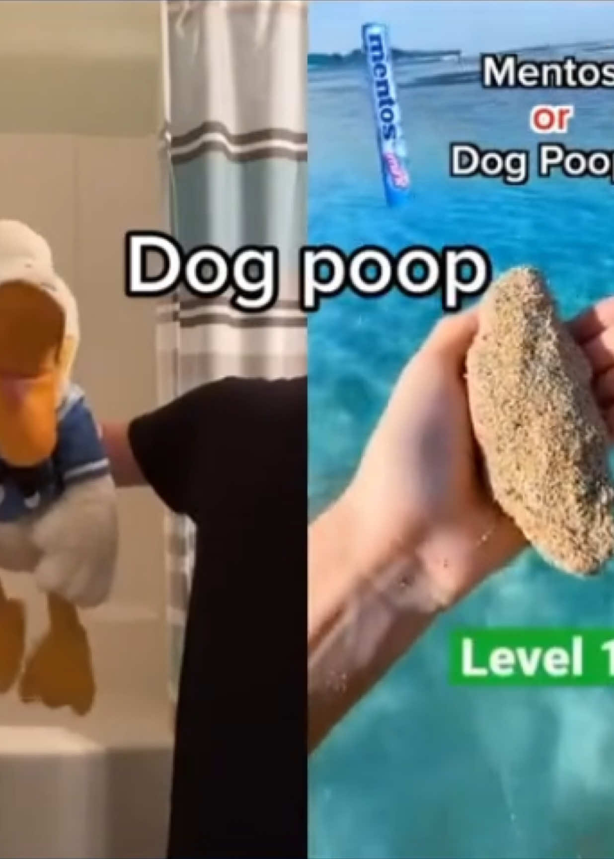 @donaldducc