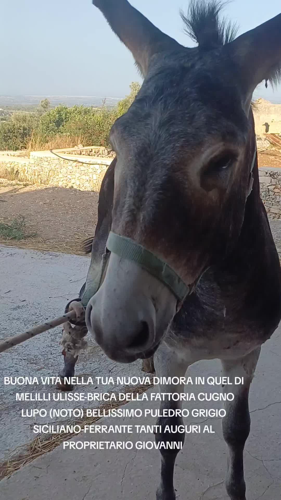 @ENZO CAVALIERI