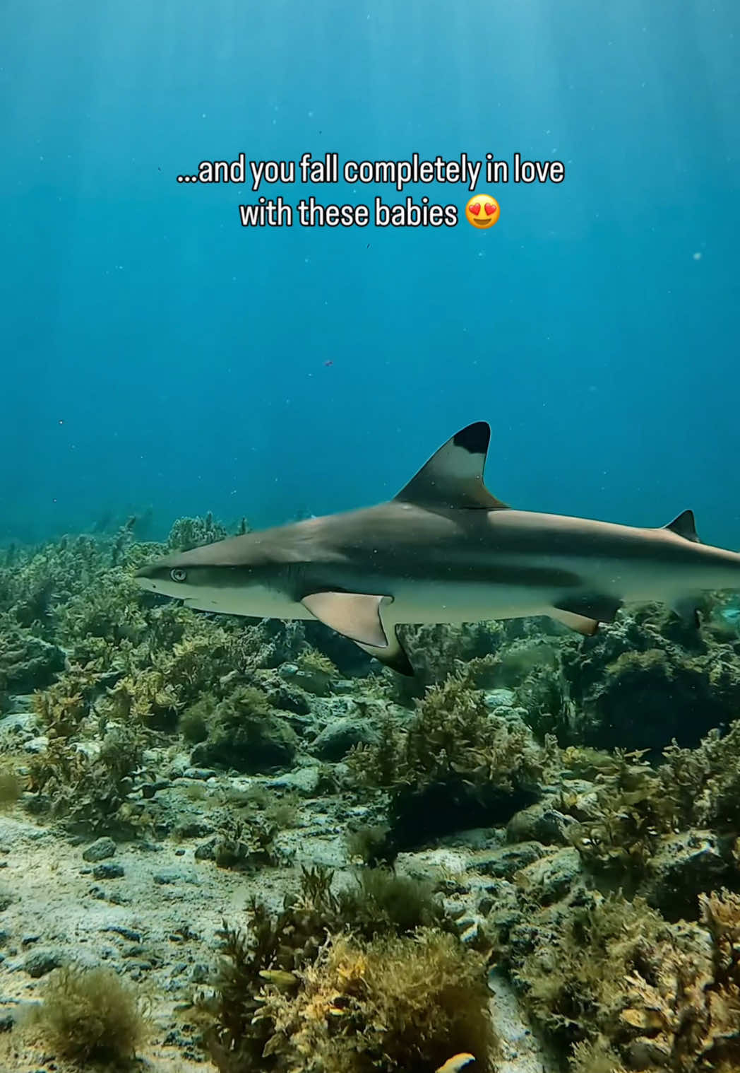 @scuba.pak