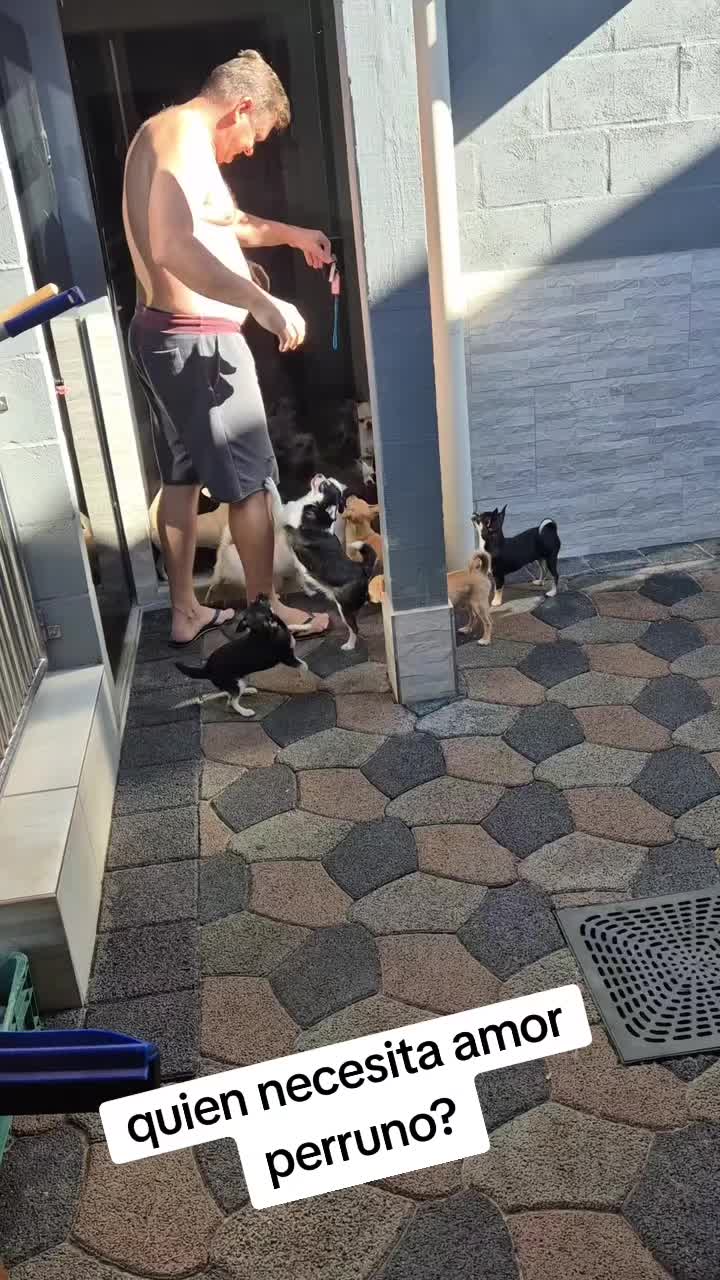 @chihuahuaxlovers