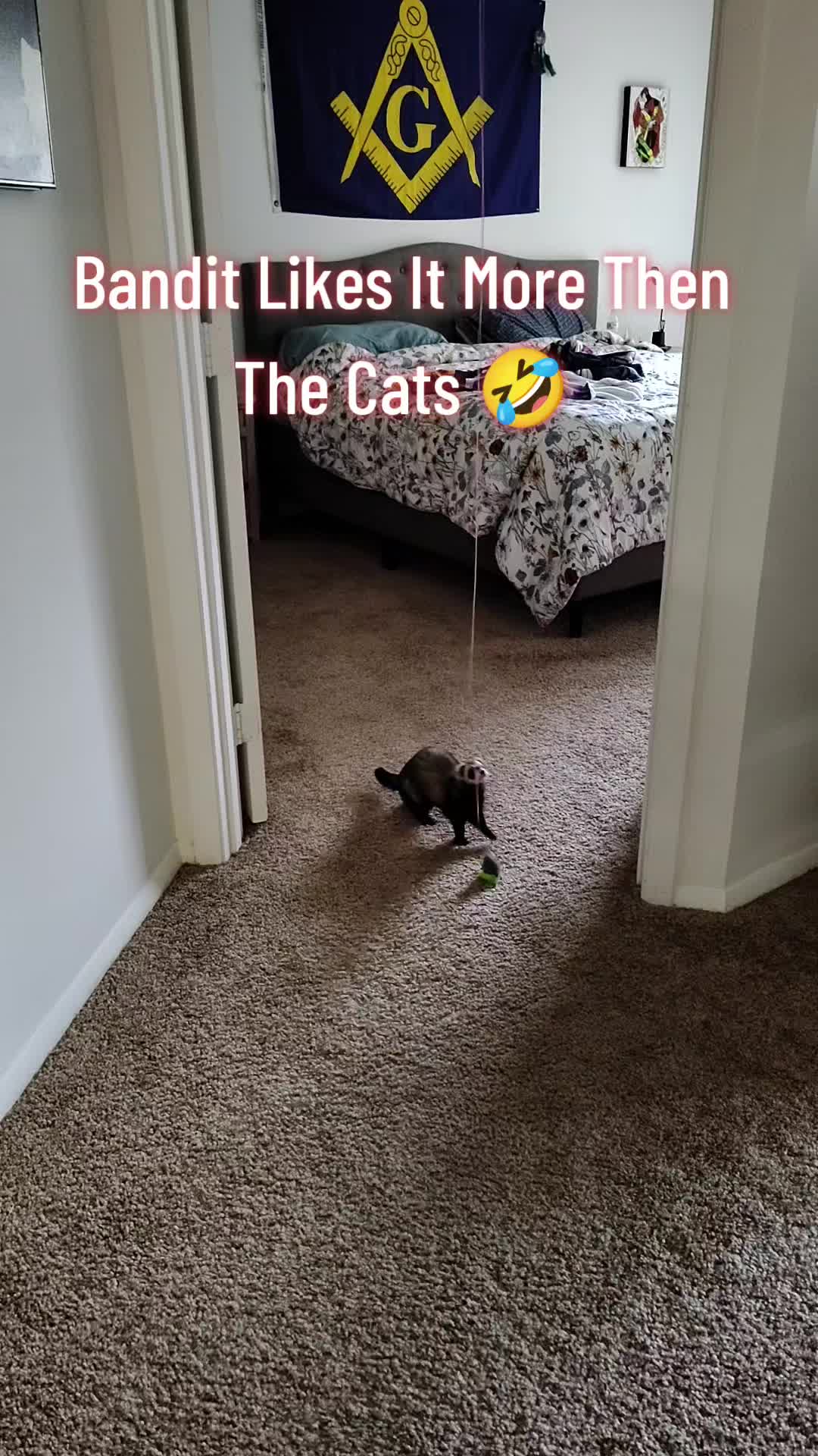 @GinnCats420