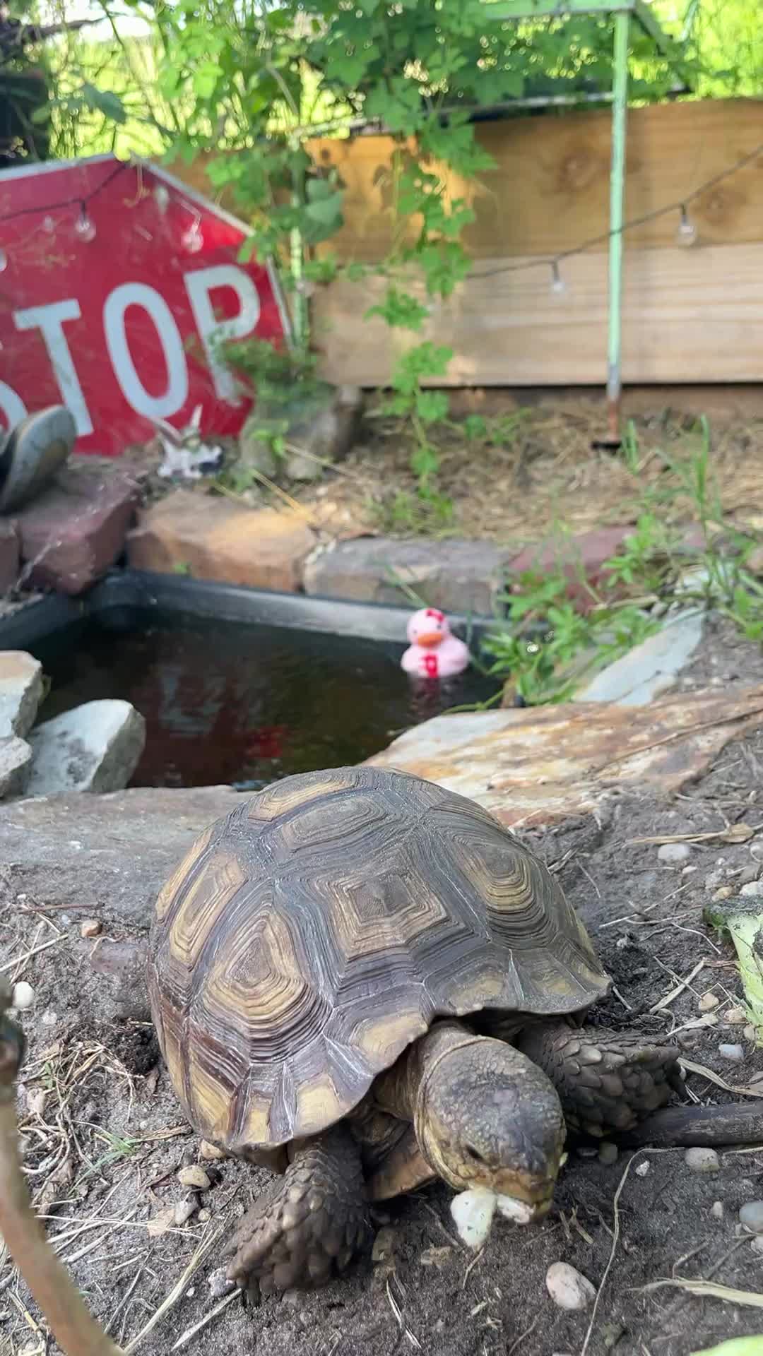 @shaqthetortoise