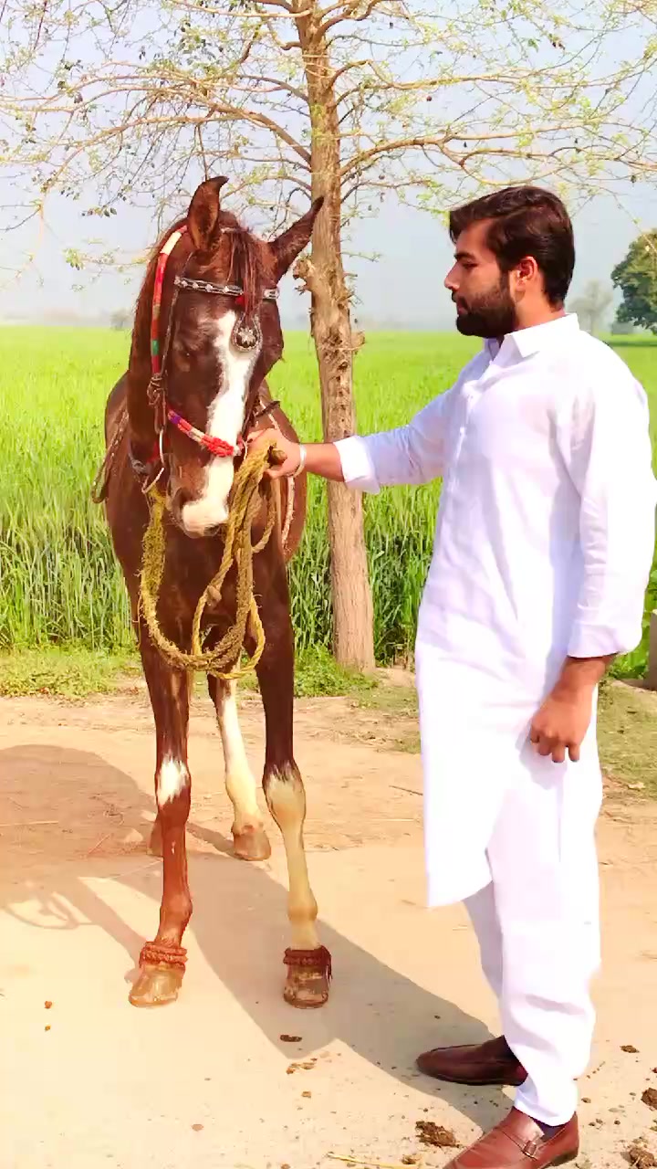 @سیدمُحمدابراہیم شاہ نقوی بخاری