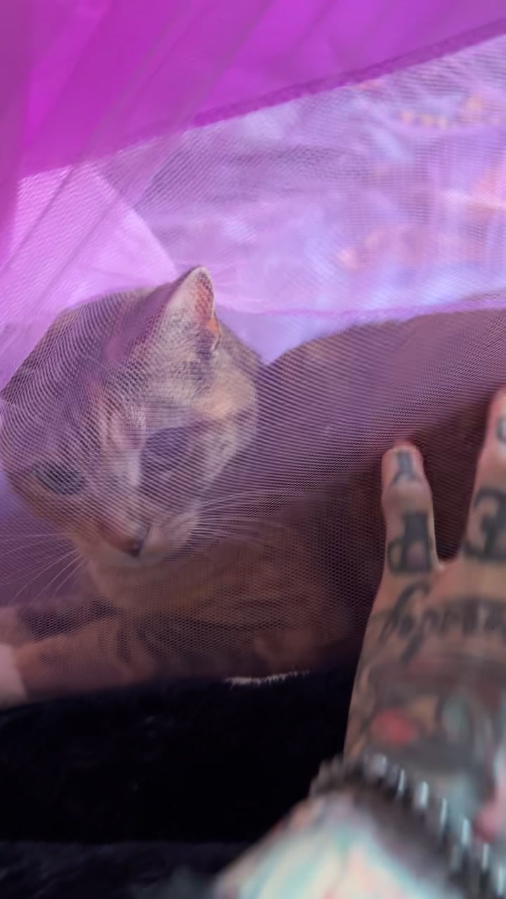 @tattooed_catlady🖤
