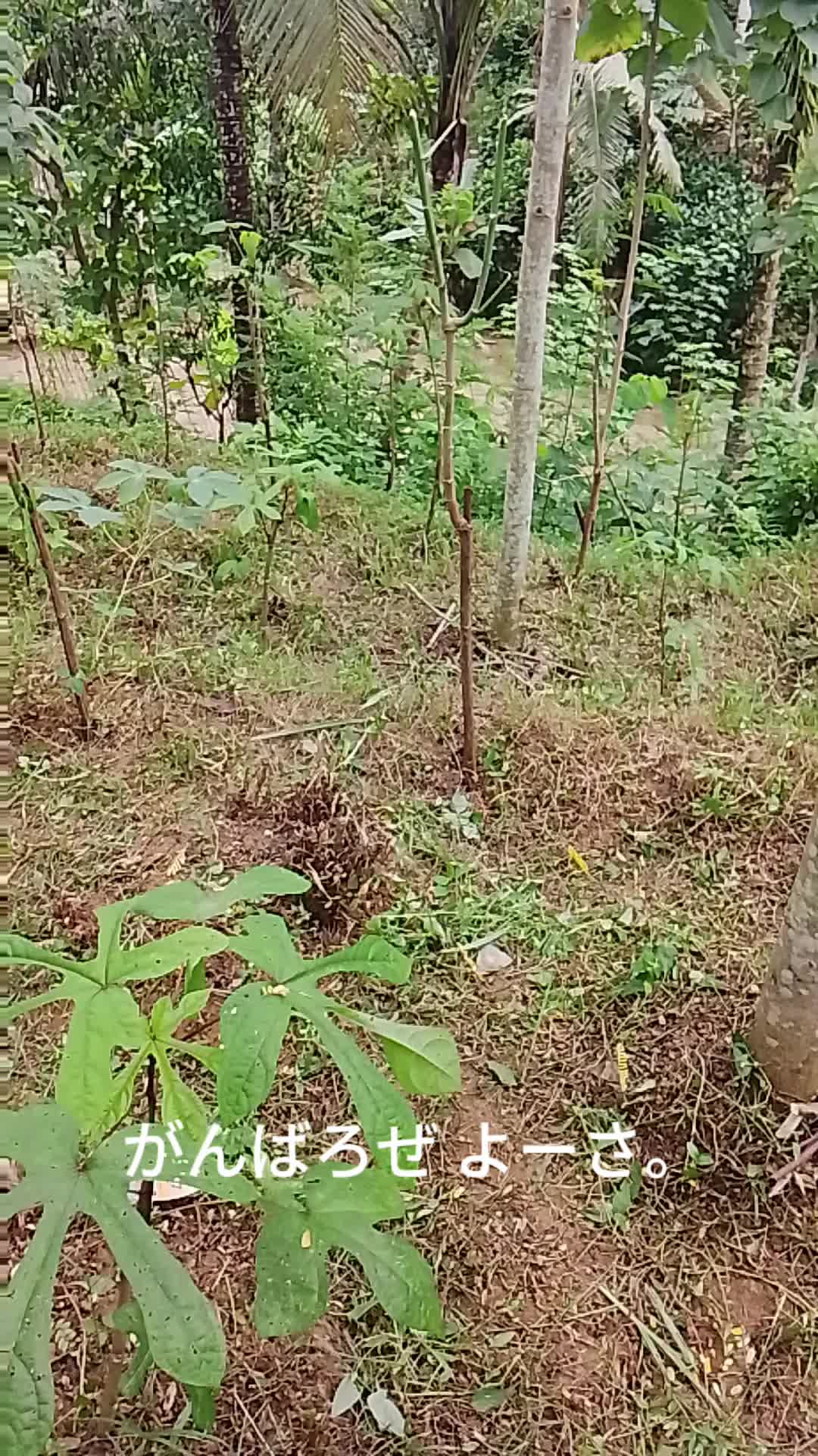 @BAROKAHKAMBING🐐