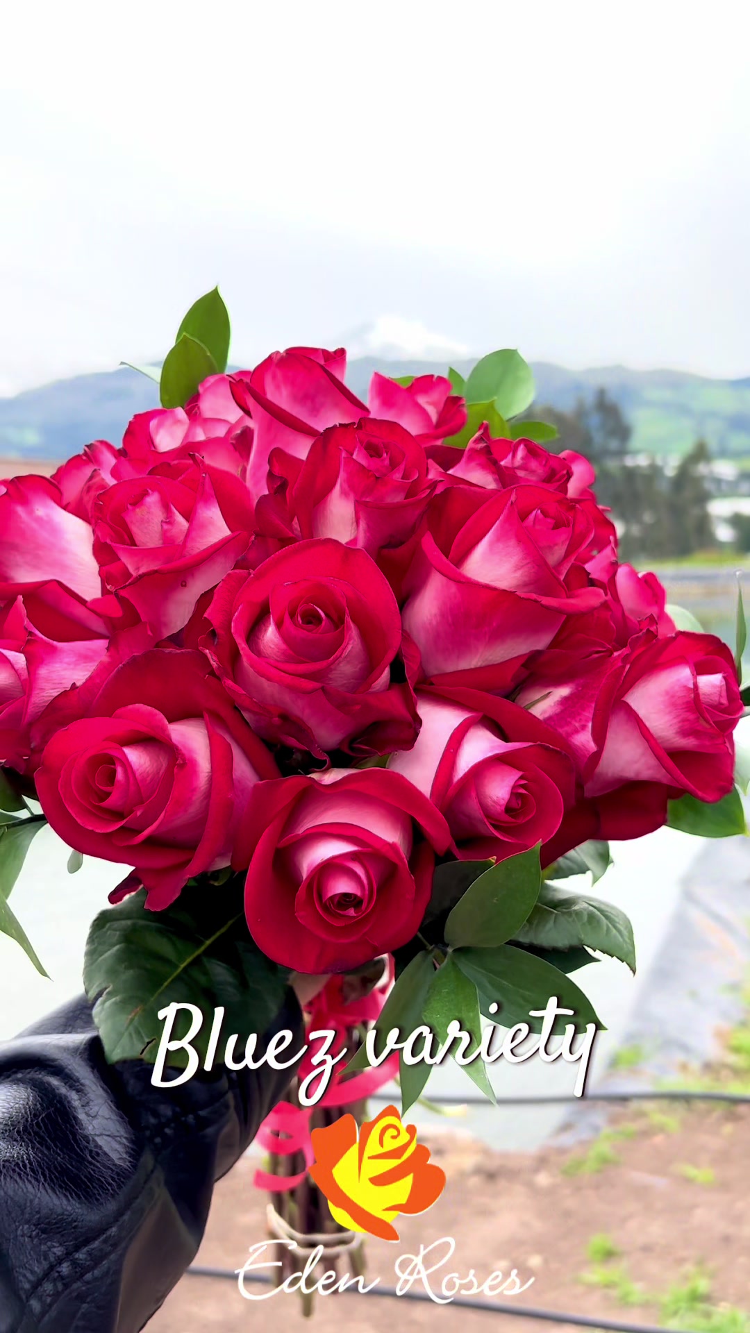 @Eden Roses
