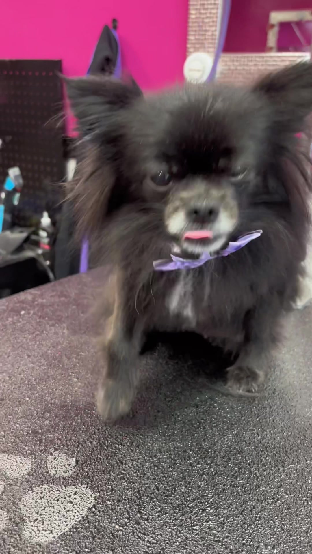 @Furbabies Grooming