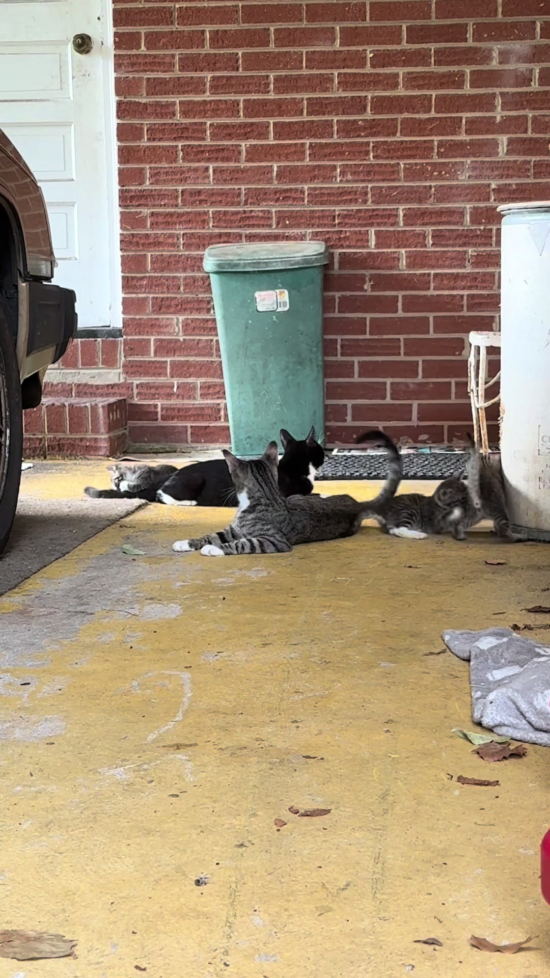 @Tay’s Feral Felines