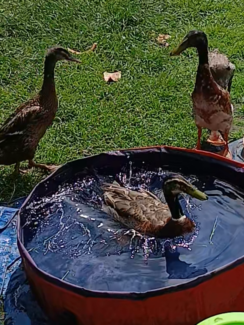 @Kaczogród u Milki🦆🦆🦆🦆