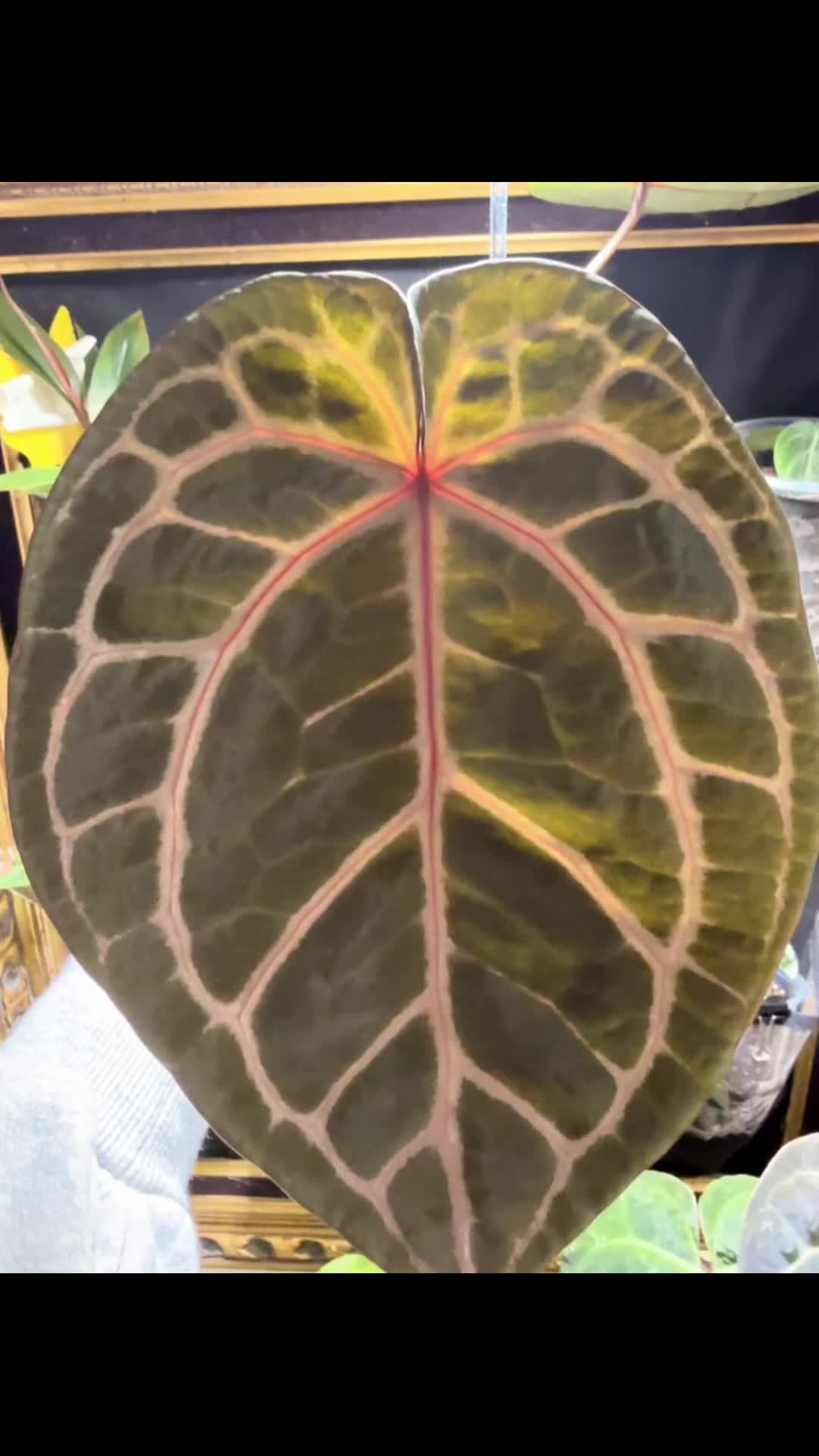 @Moon Root Magic Plant House