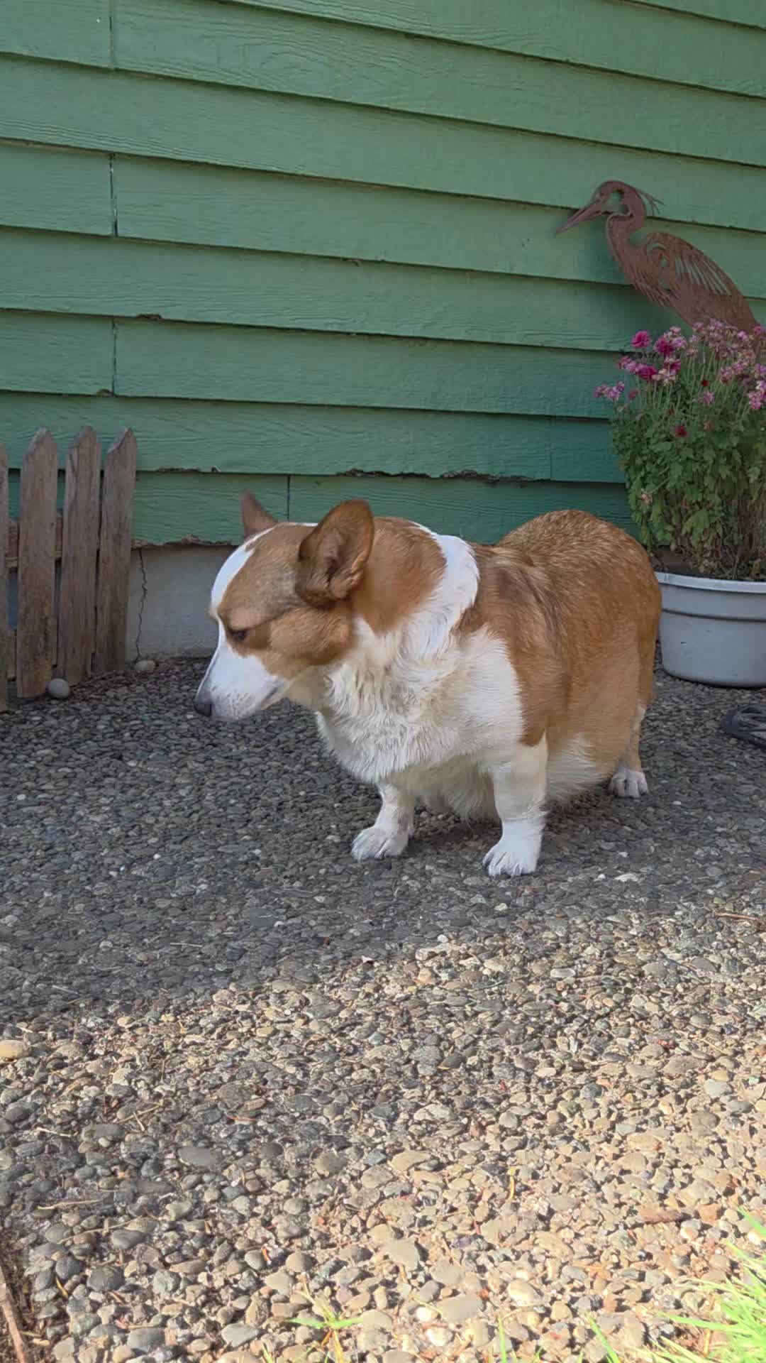 @PNW Pembroke Welsh Corgis