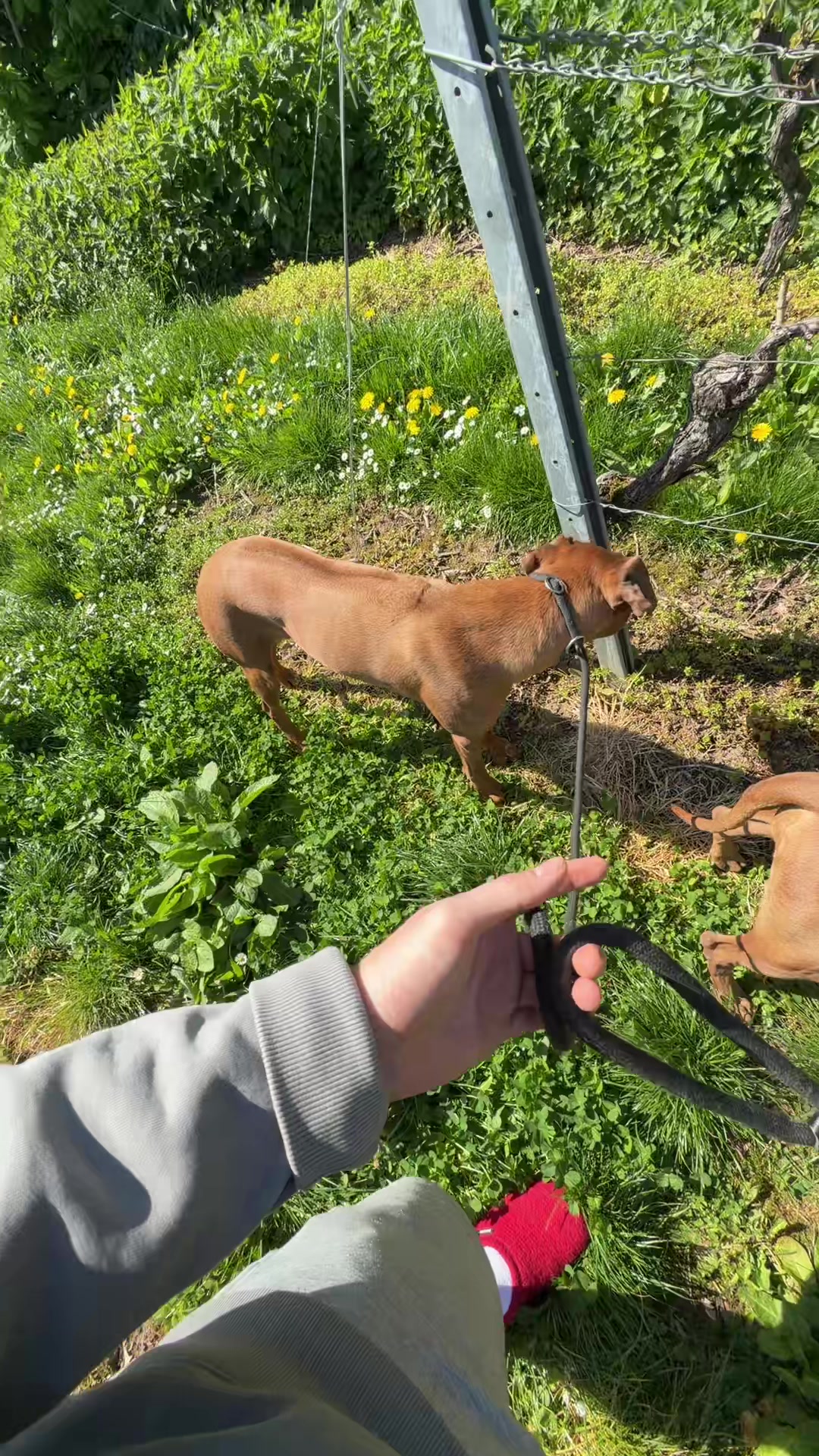 @Ridgeback Diaries