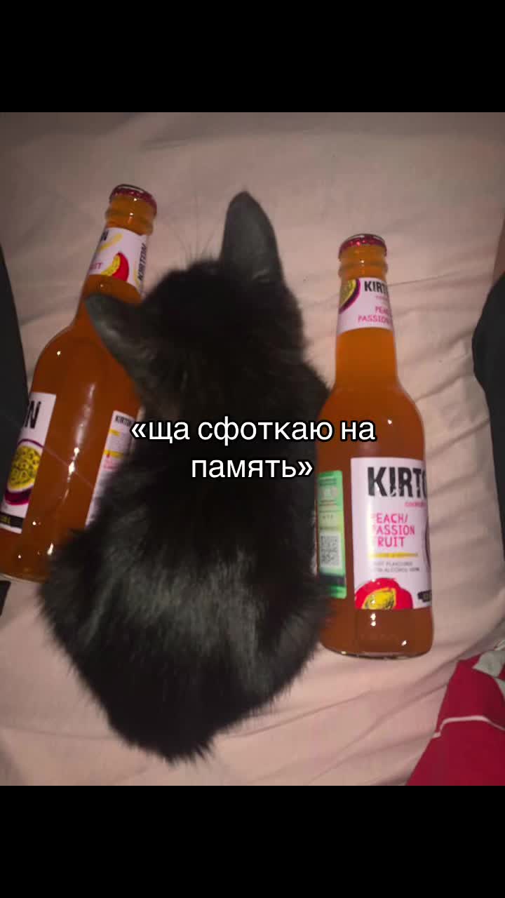 @мс кириешка