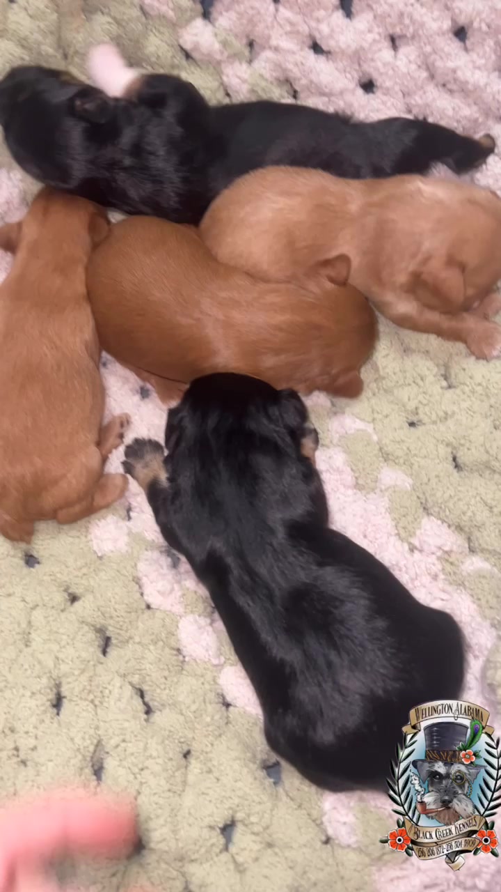 @Black Creek Kennels Schnauzers