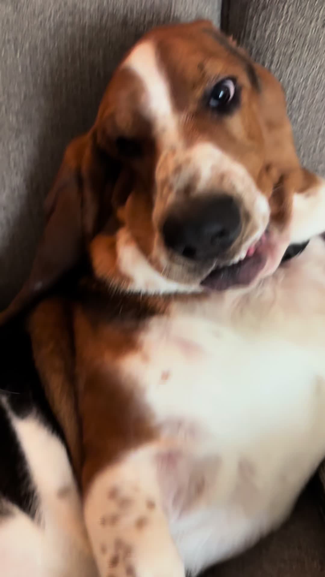 @Chuck Bass The Basset Hound