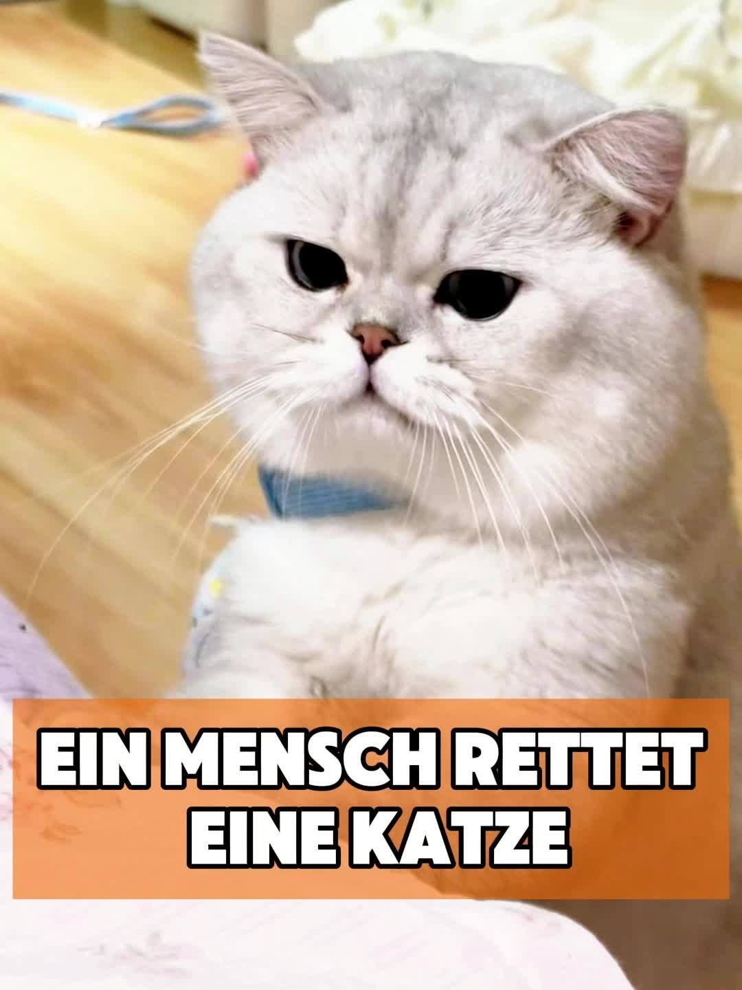 @toto_tier