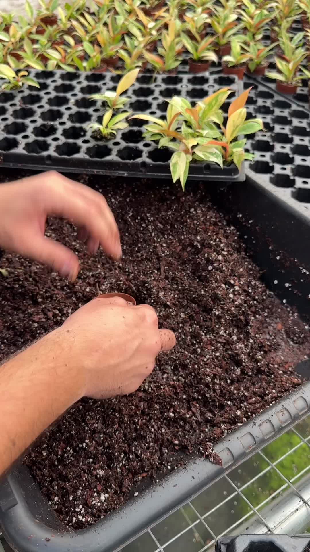 @BWH Plant Co