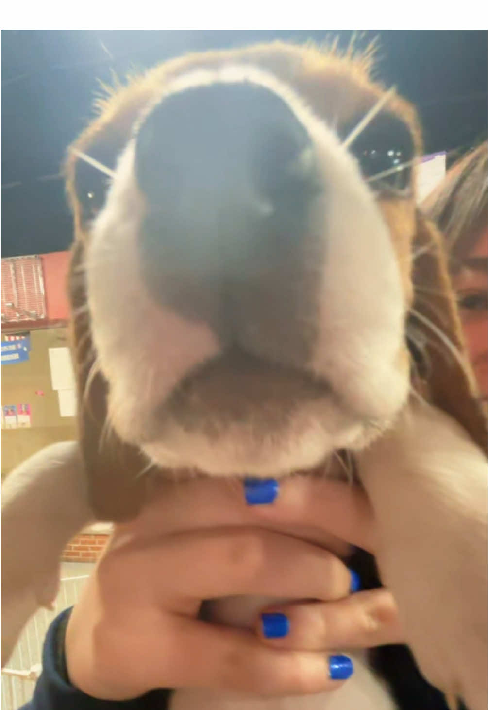 @All Pets Club